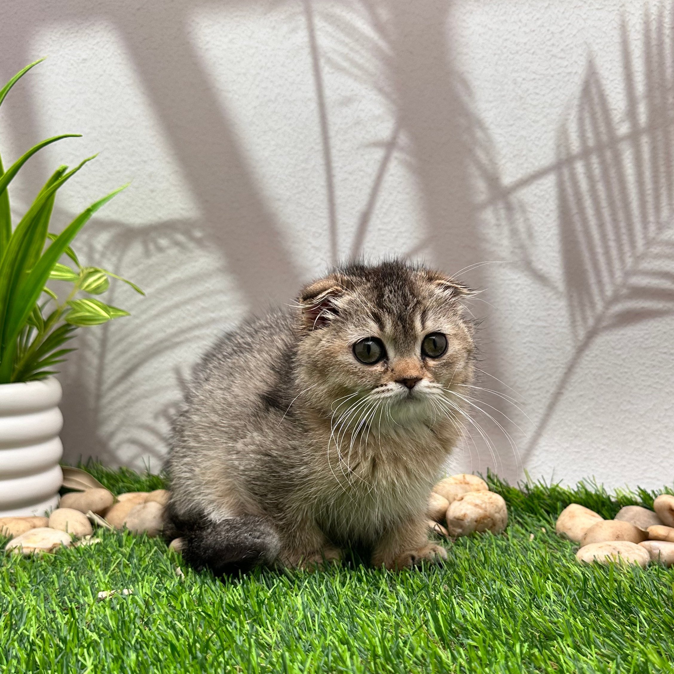 سكوتش فولد تايقر - انثى