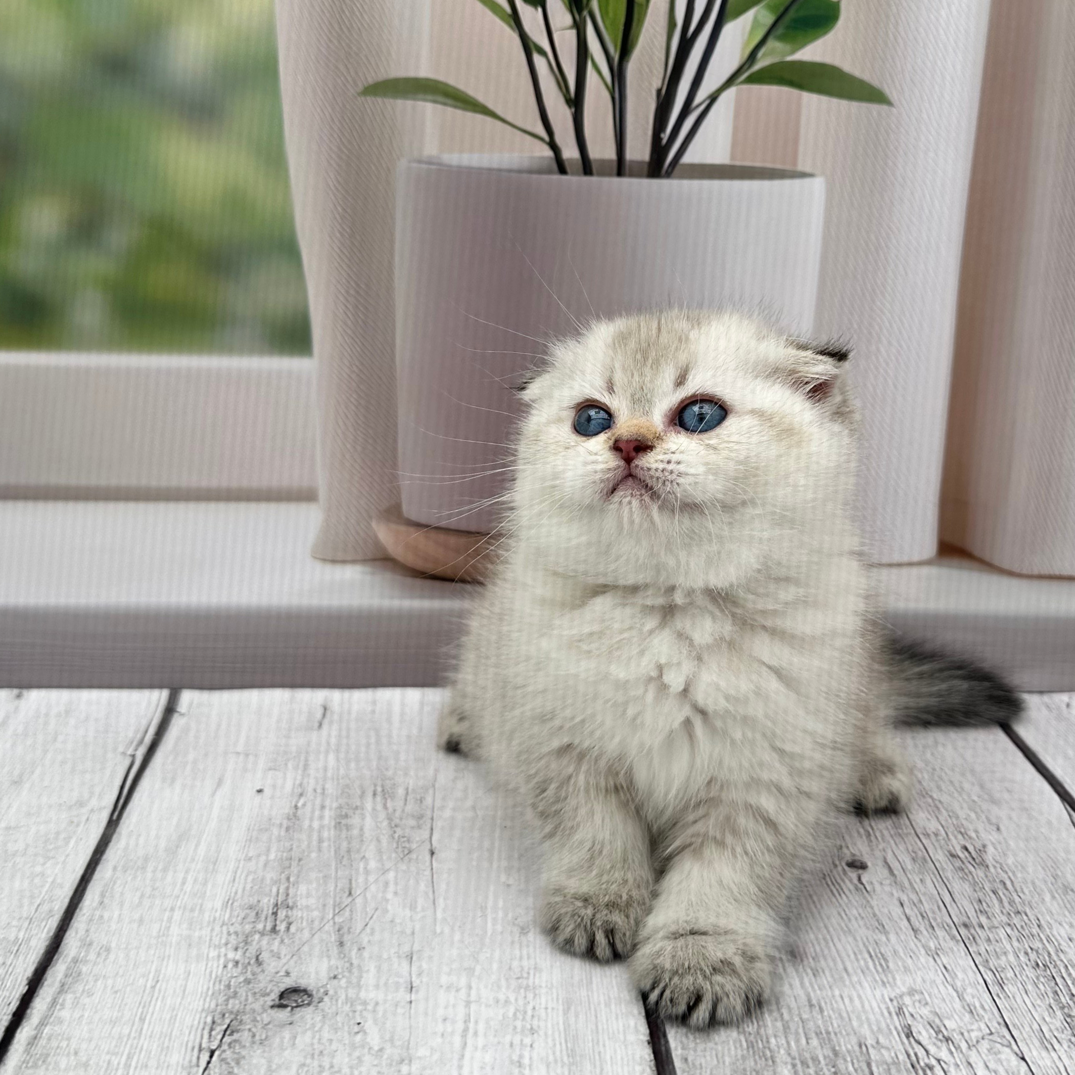 سكوتش هملايا -انثى