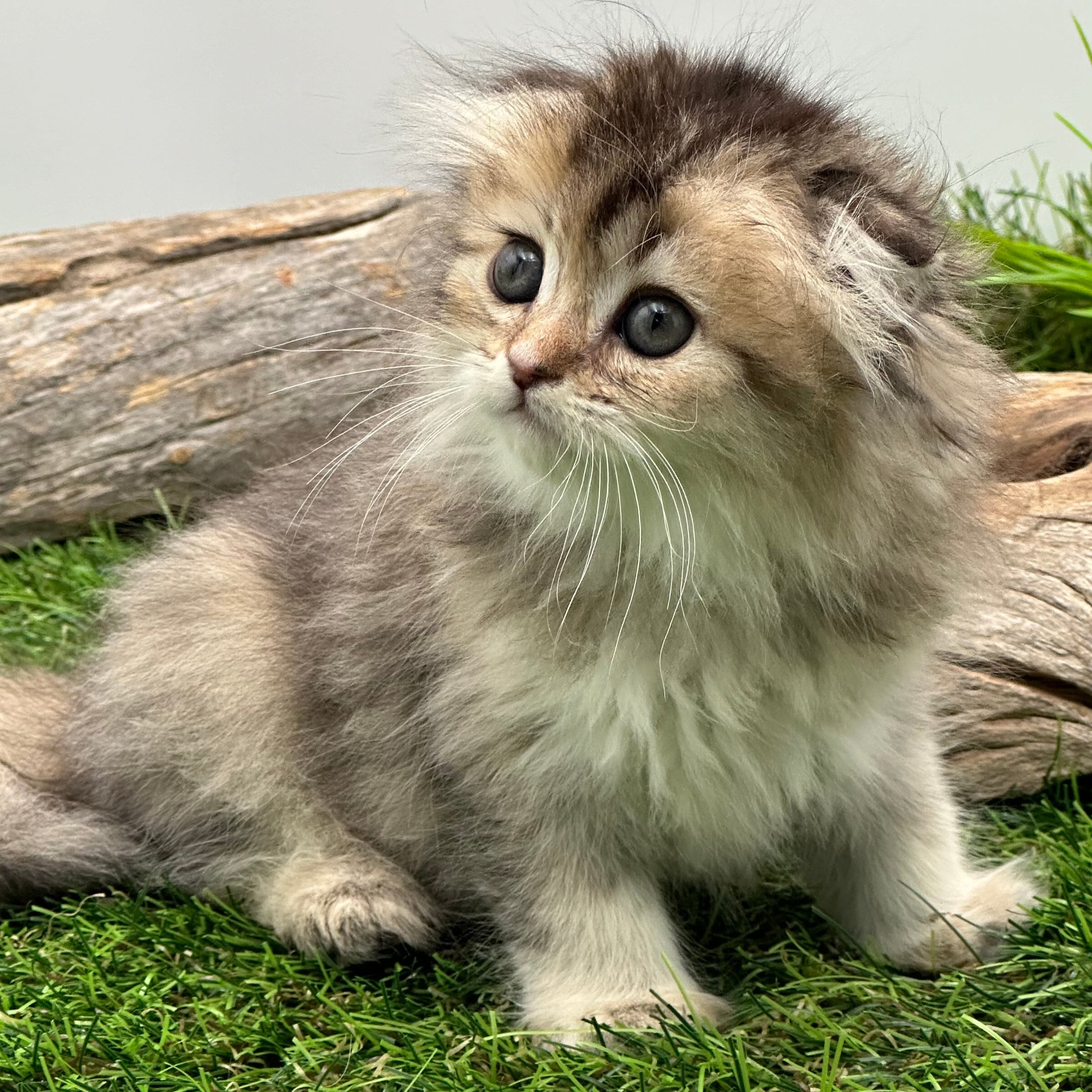 سكوتش لونق هير - أنثى