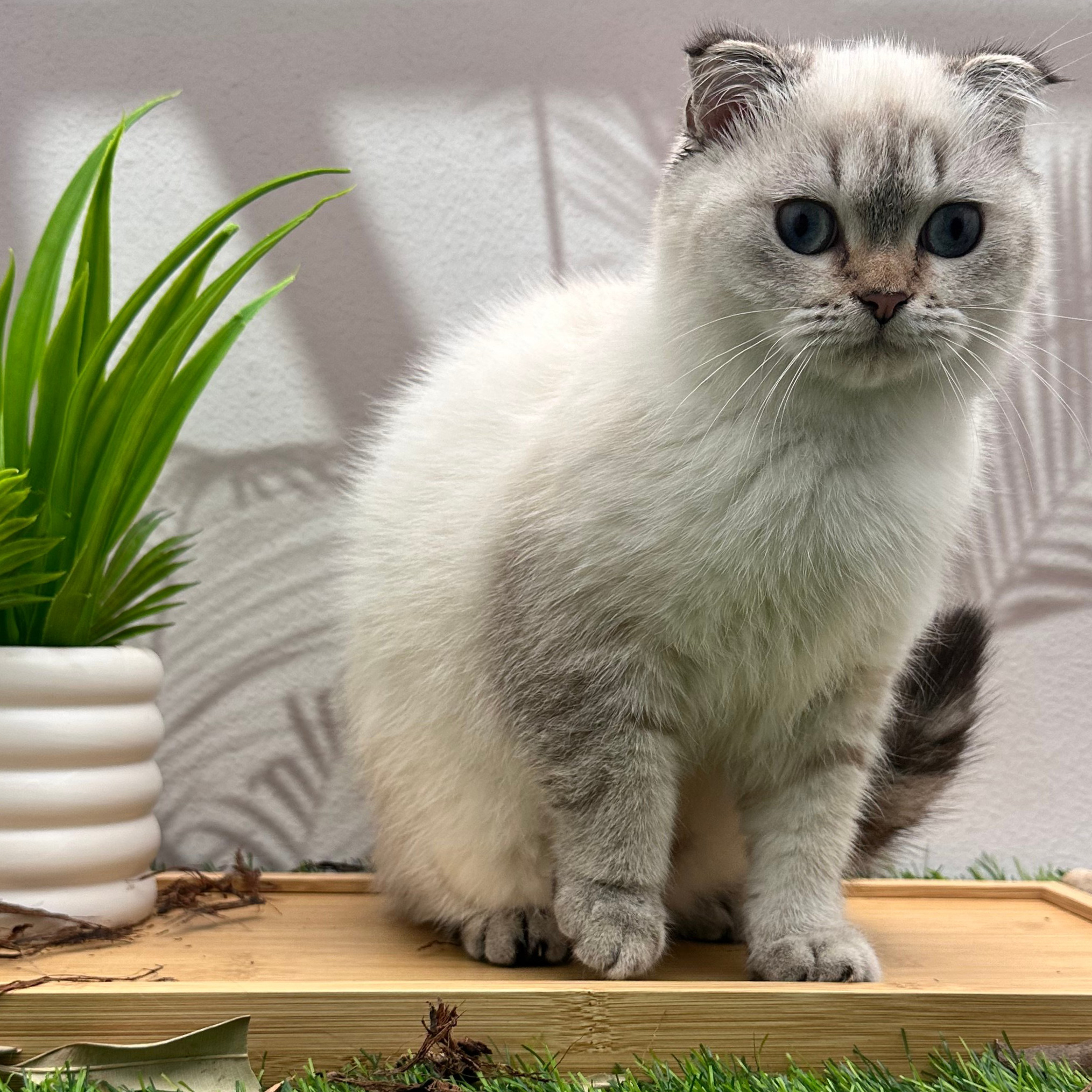 سكوتش ستريت هملايا - ذكر