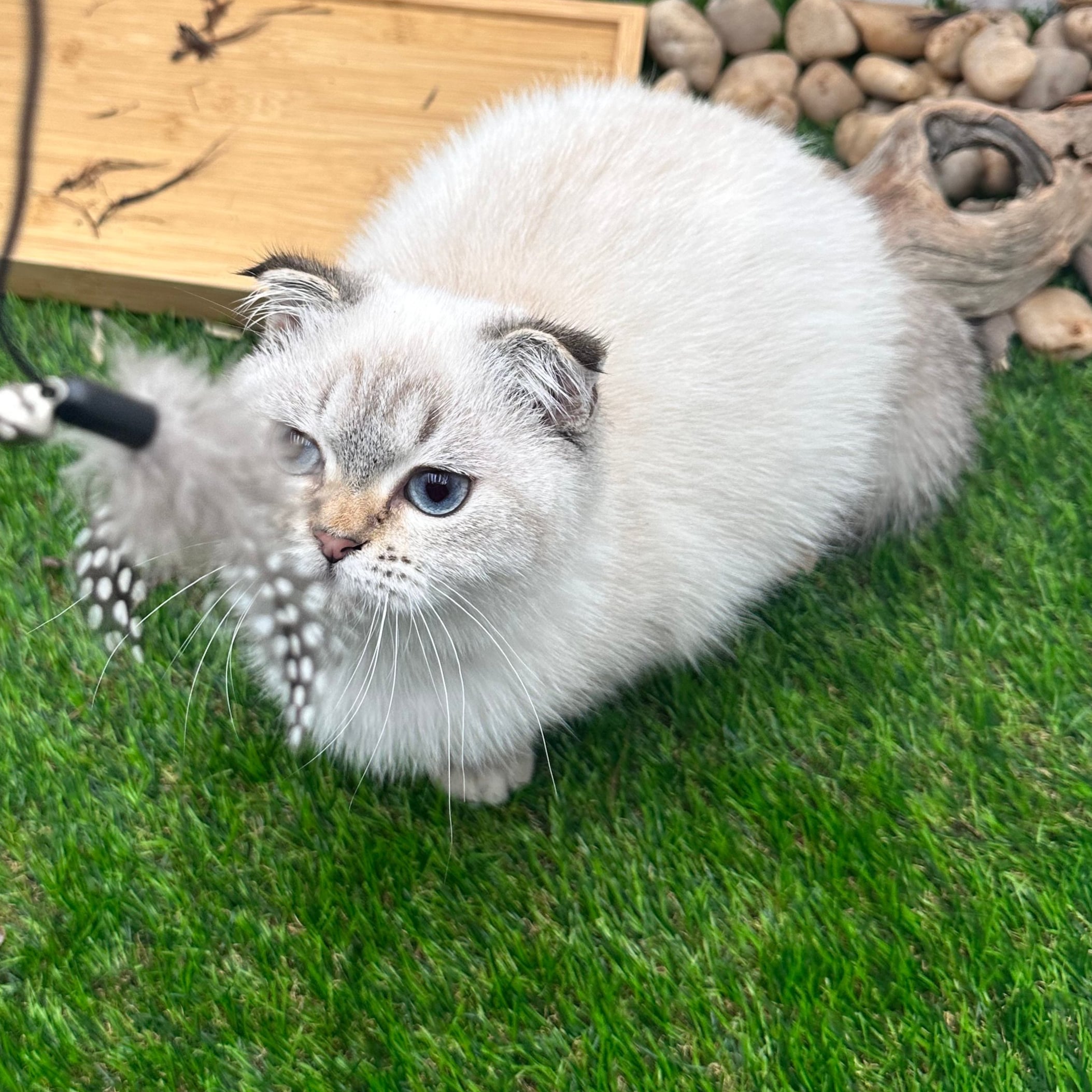 سكوتش ستريت هملايا - ذكر