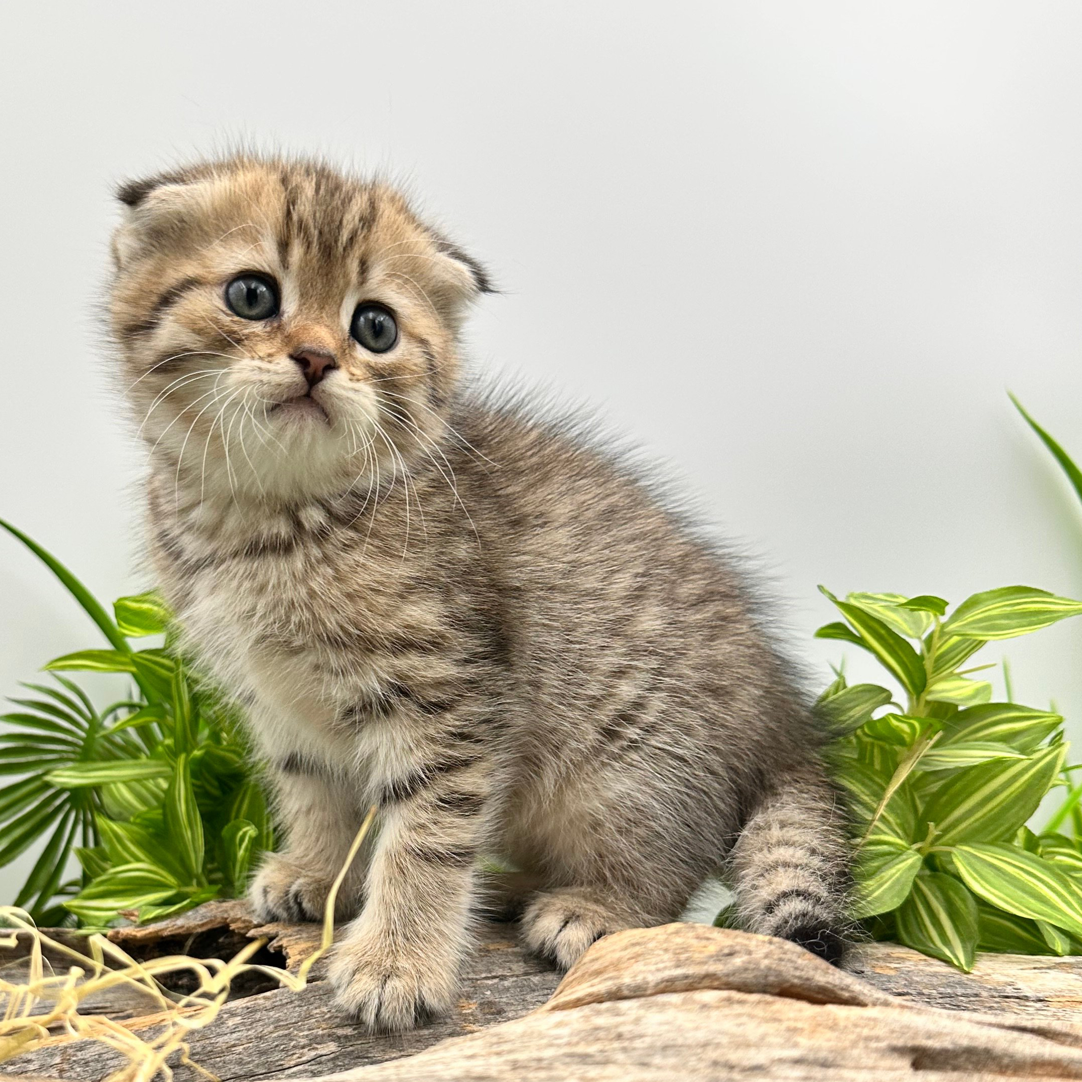 سكوتش فولد تايقر - انثى