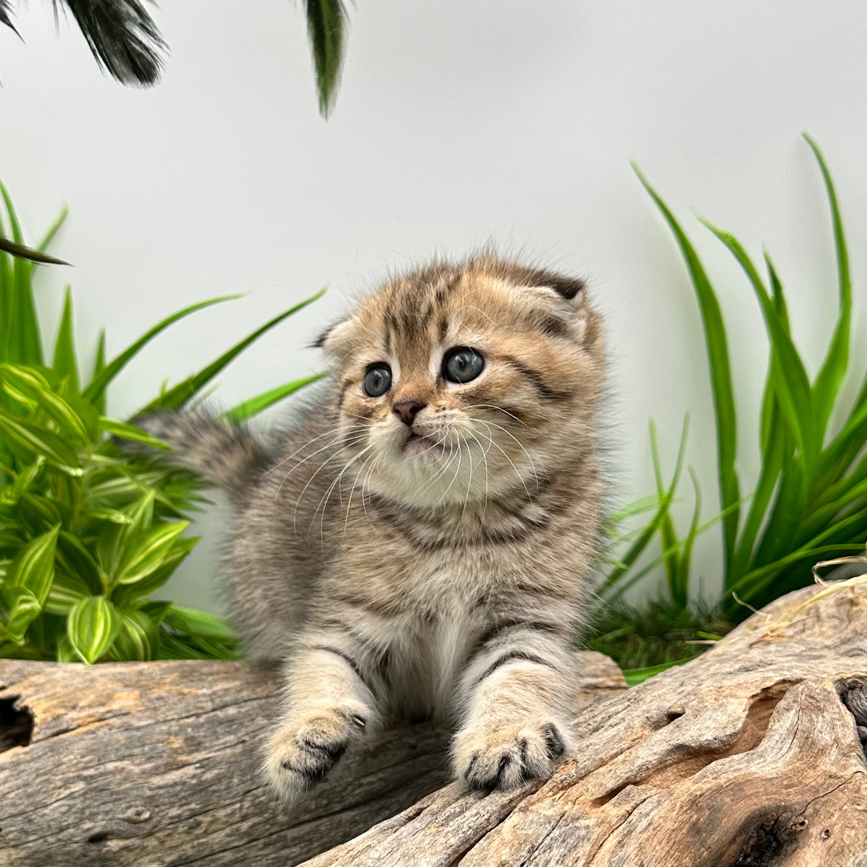 سكوتش فولد تايقر - انثى