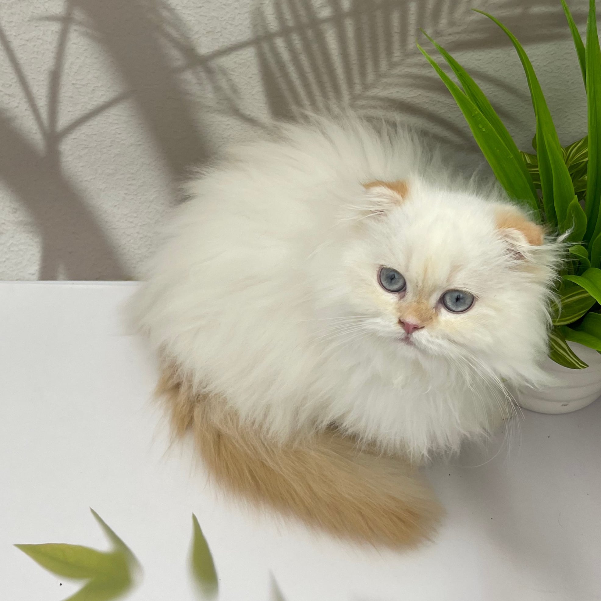 ذكر سكوتش فولد هملايا اورنج