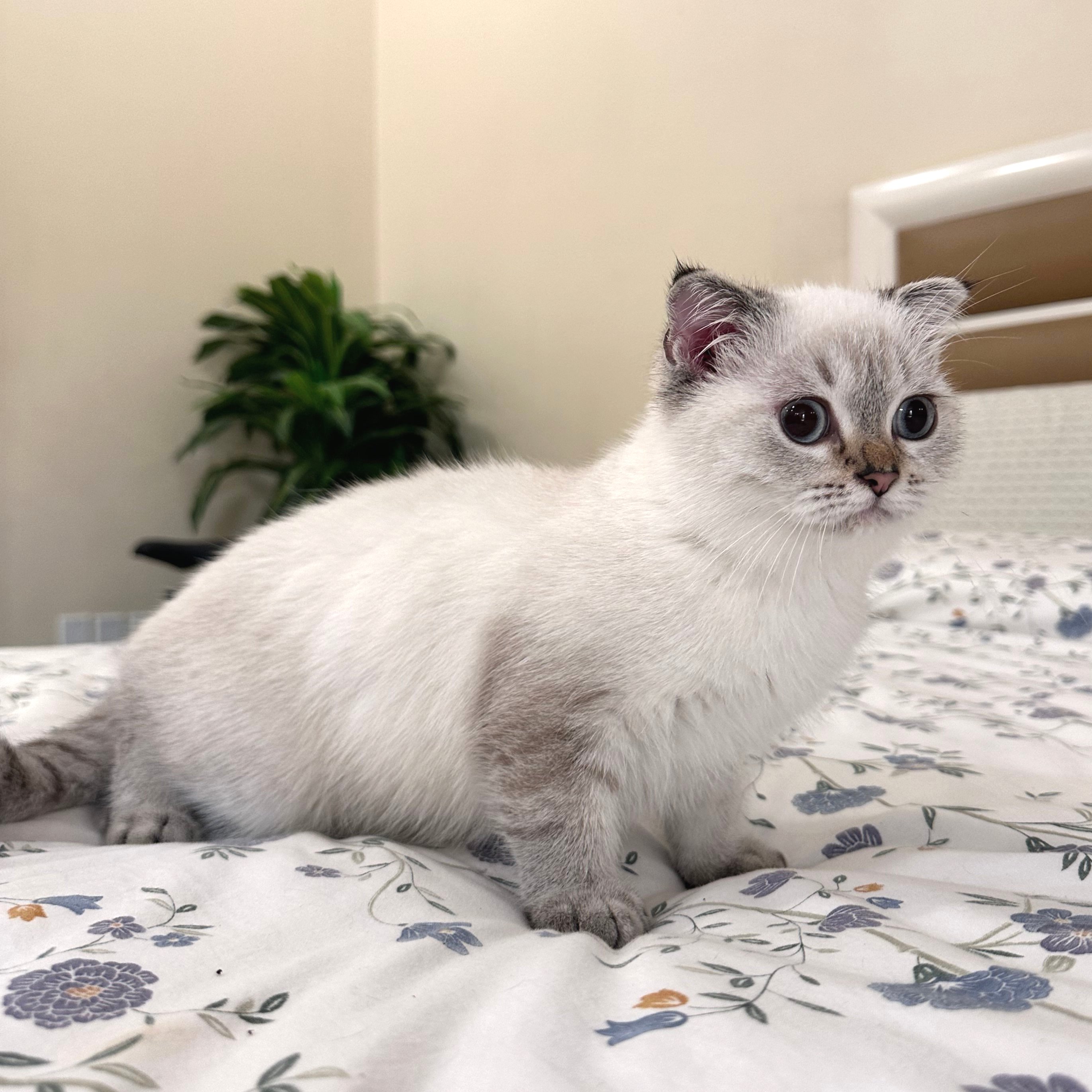 سكوتش ستريت هملايا - ذكر