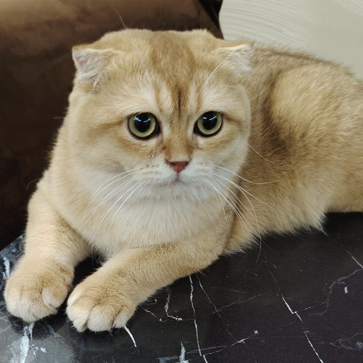 سكوتش فولد بيور by12,مسجل في منظمة القطط العالمية (WCF)