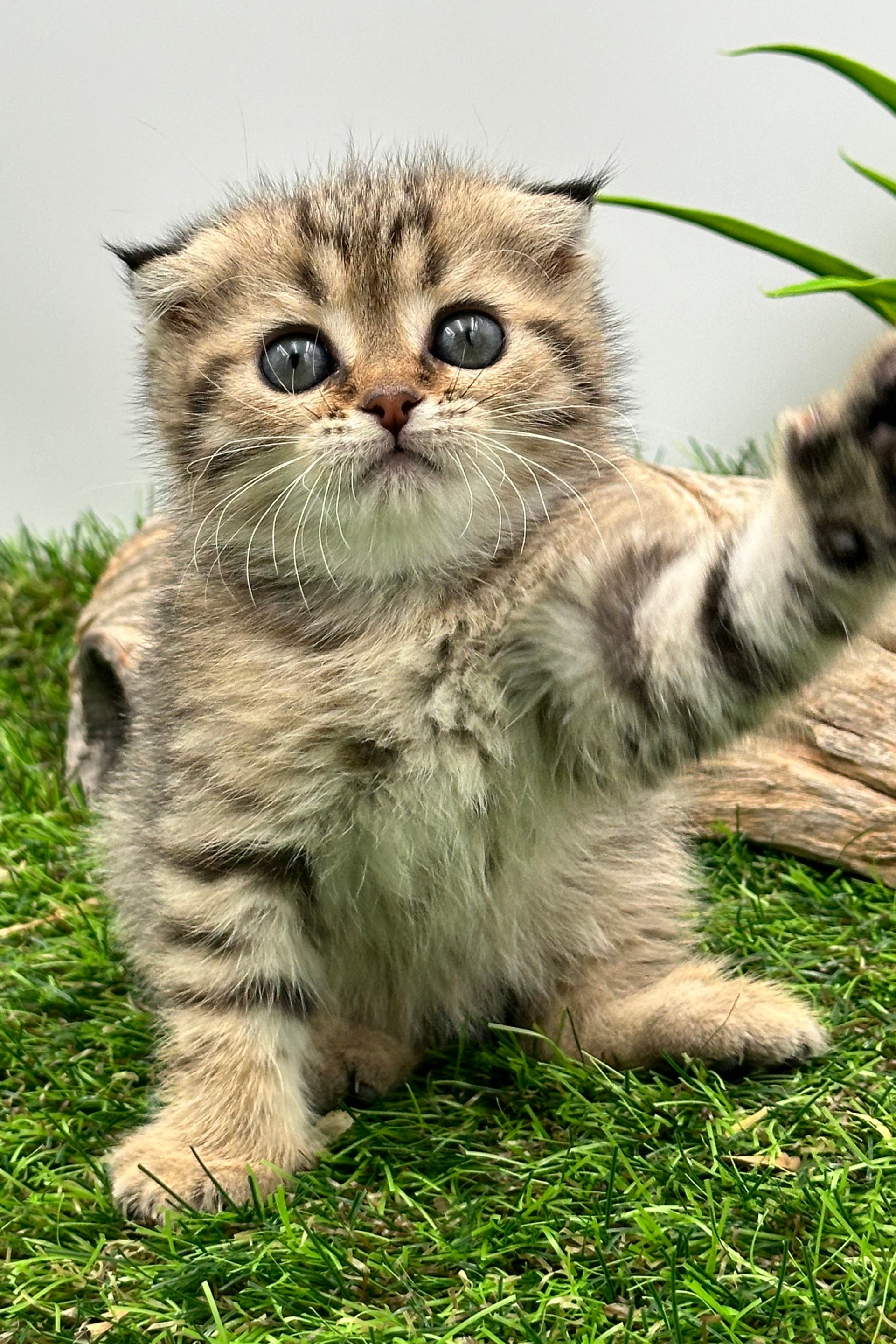 سكوتش فولد تايقر - ذكر