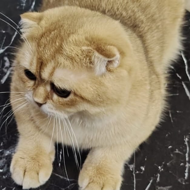 سكوتش فولد بيور by12,مسجل في منظمة القطط العالمية (WCF)