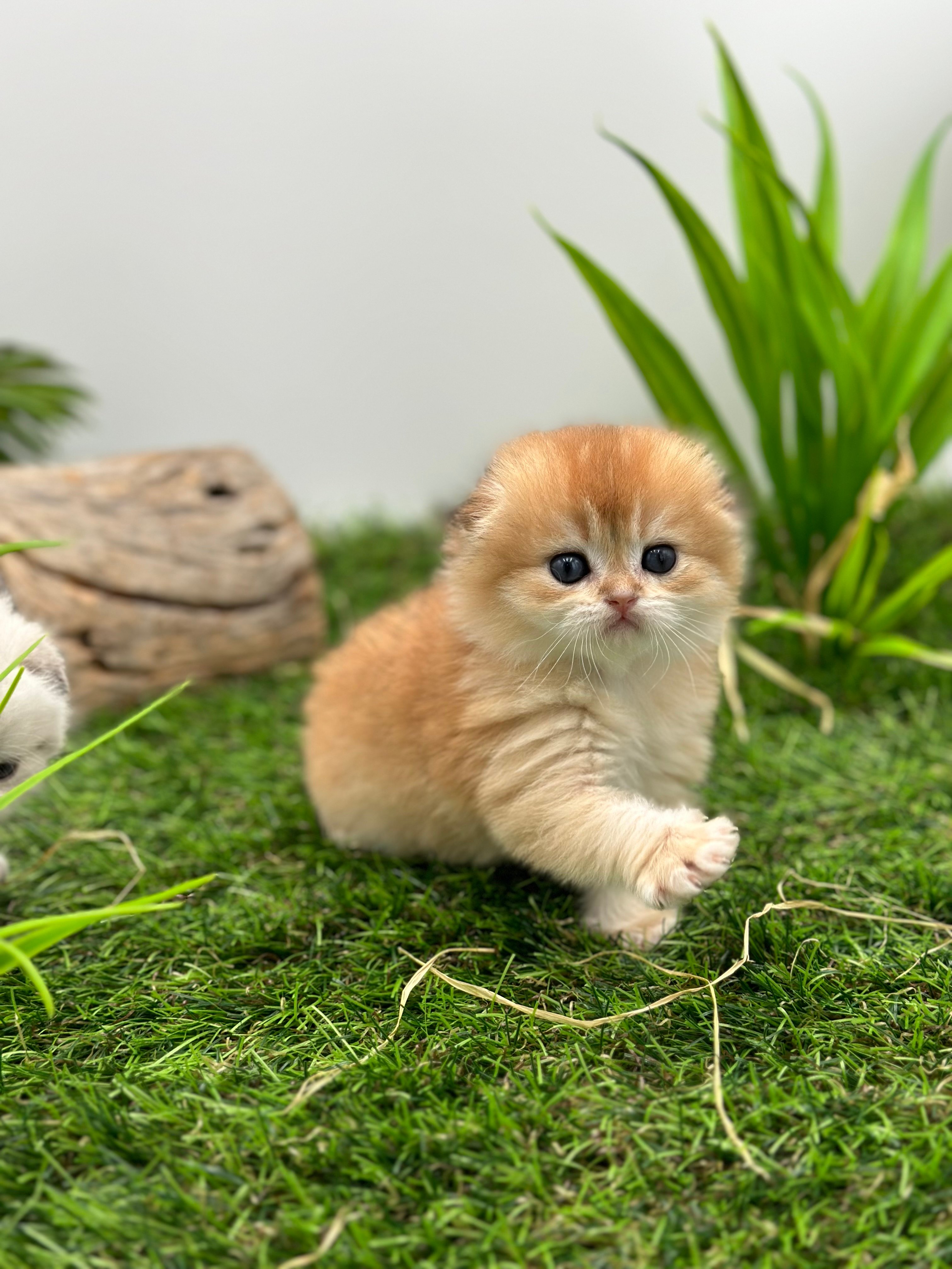 فولد سكوتش اورنج - قطة سكوتش