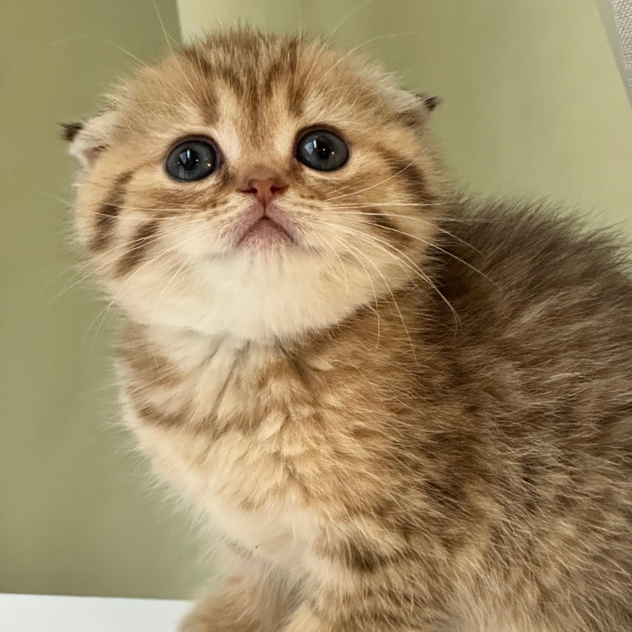 سكوتش فولد تايقر فاتح - انثى