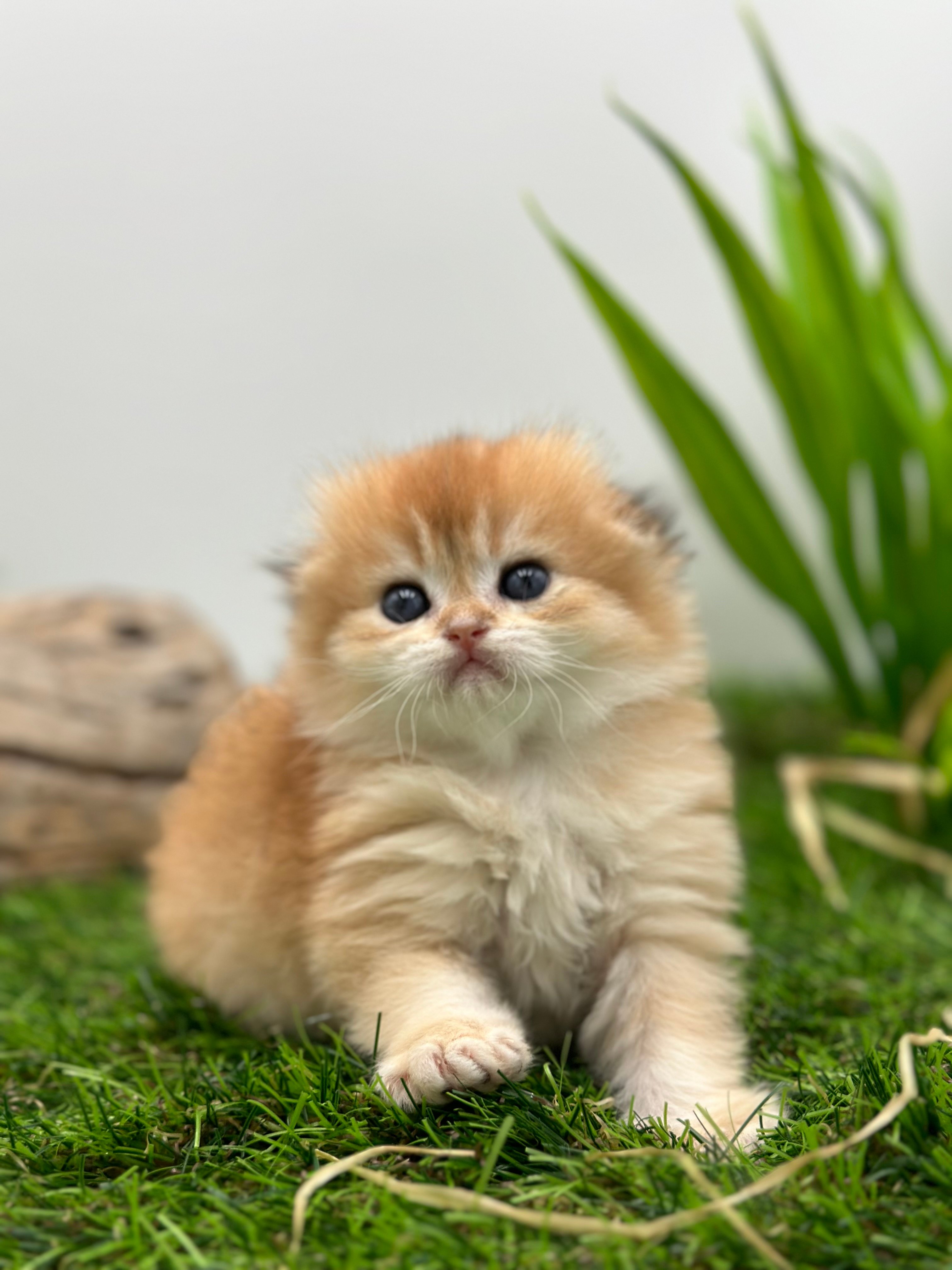 فولد سكوتش اورنج - قطة سكوتش