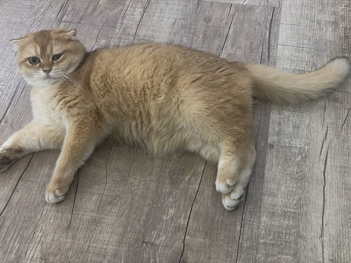 سكوتش فولد بيور by12,مسجل في منظمة القطط العالمية (WCF)