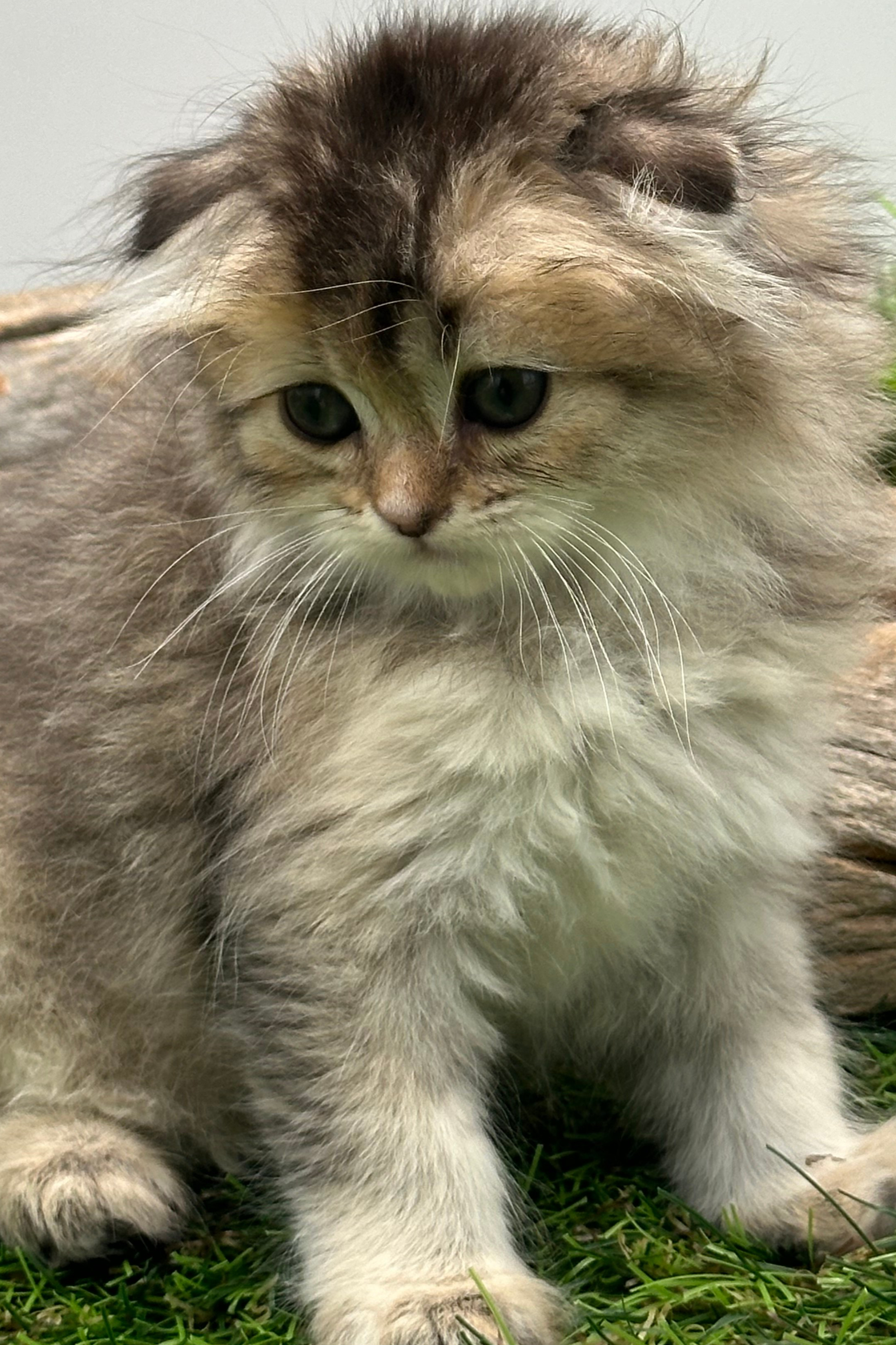 سكوتش لونق هير - أنثى