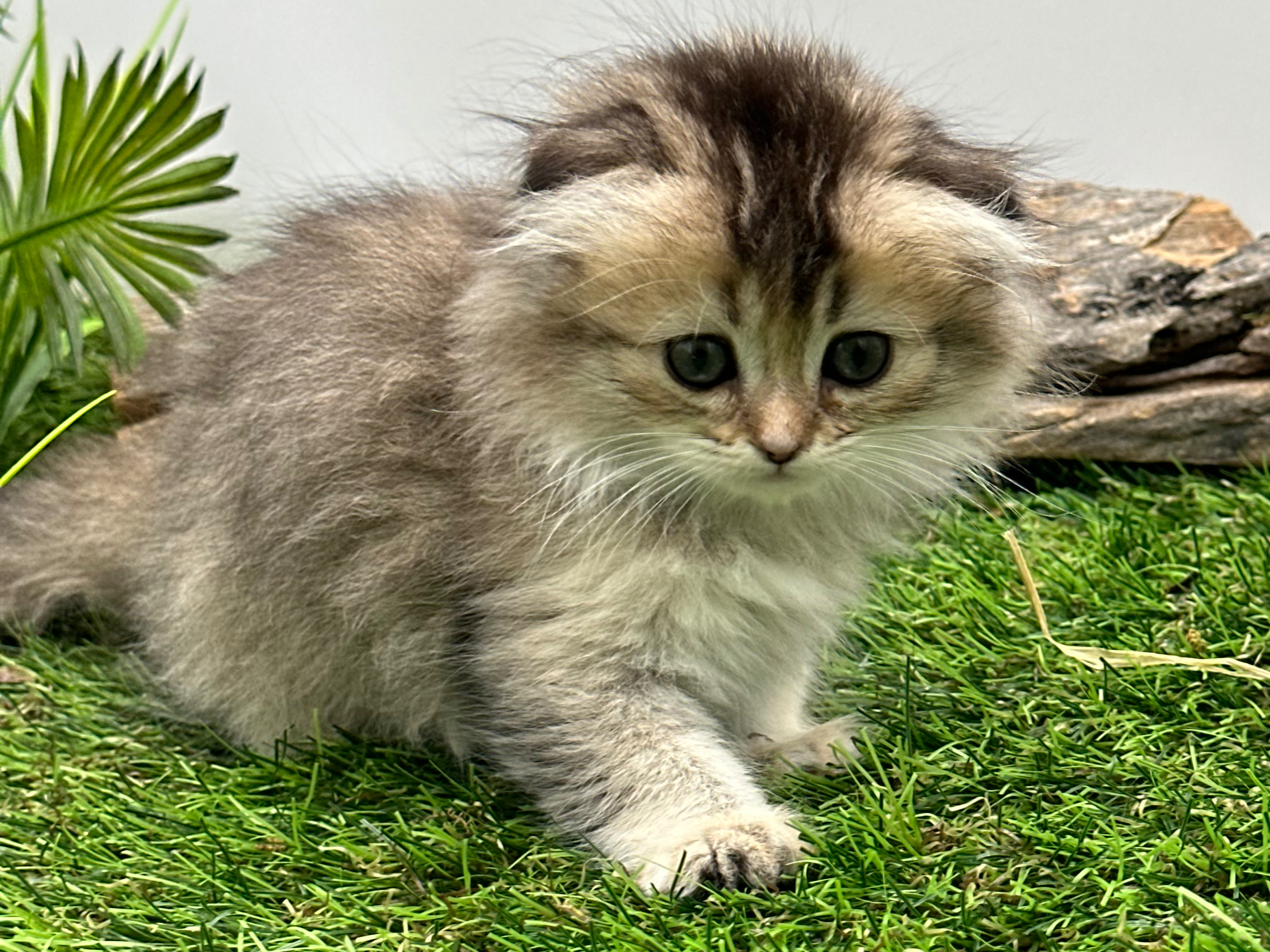 سكوتش لونق هير - أنثى