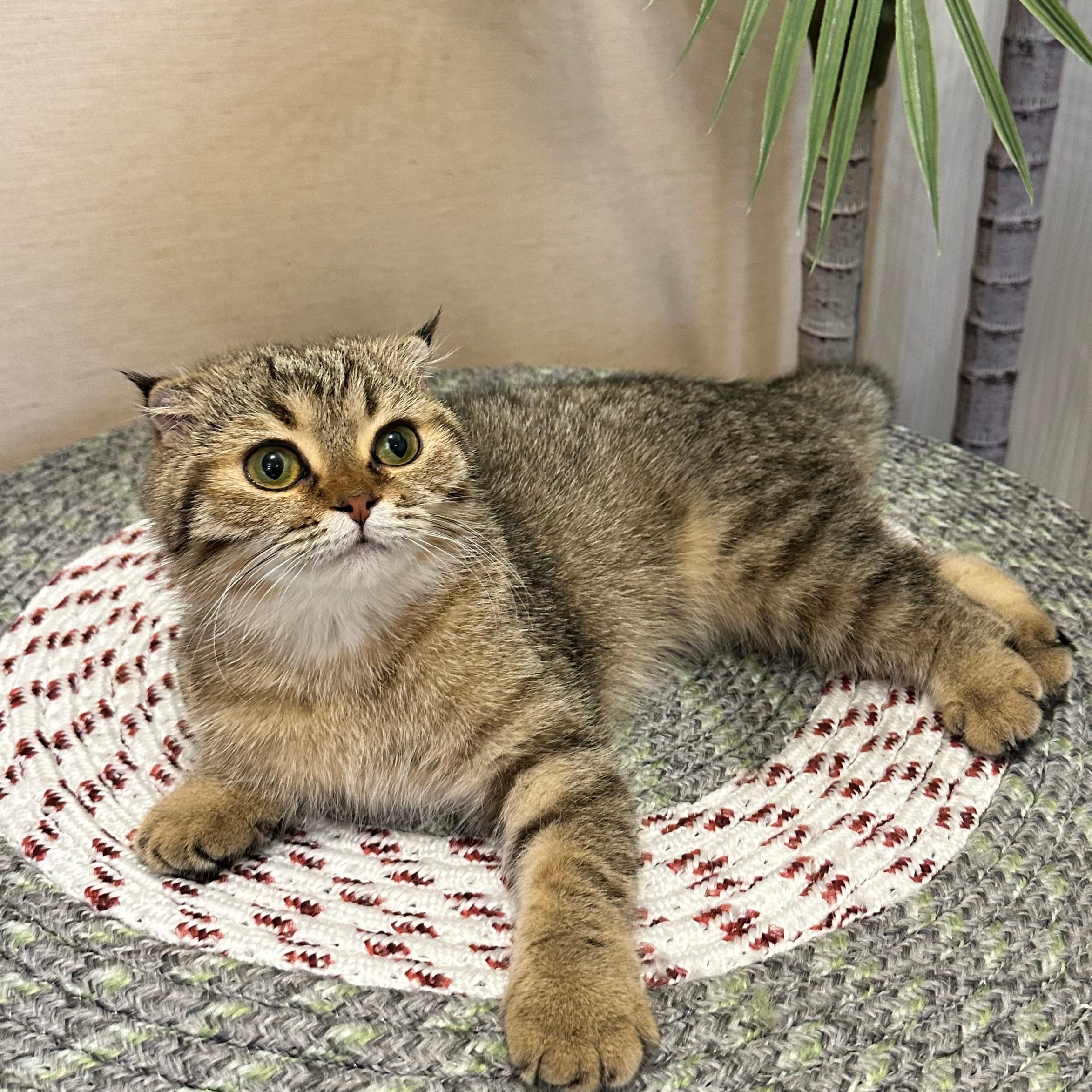 سكوتش فولد تايقر - انثى