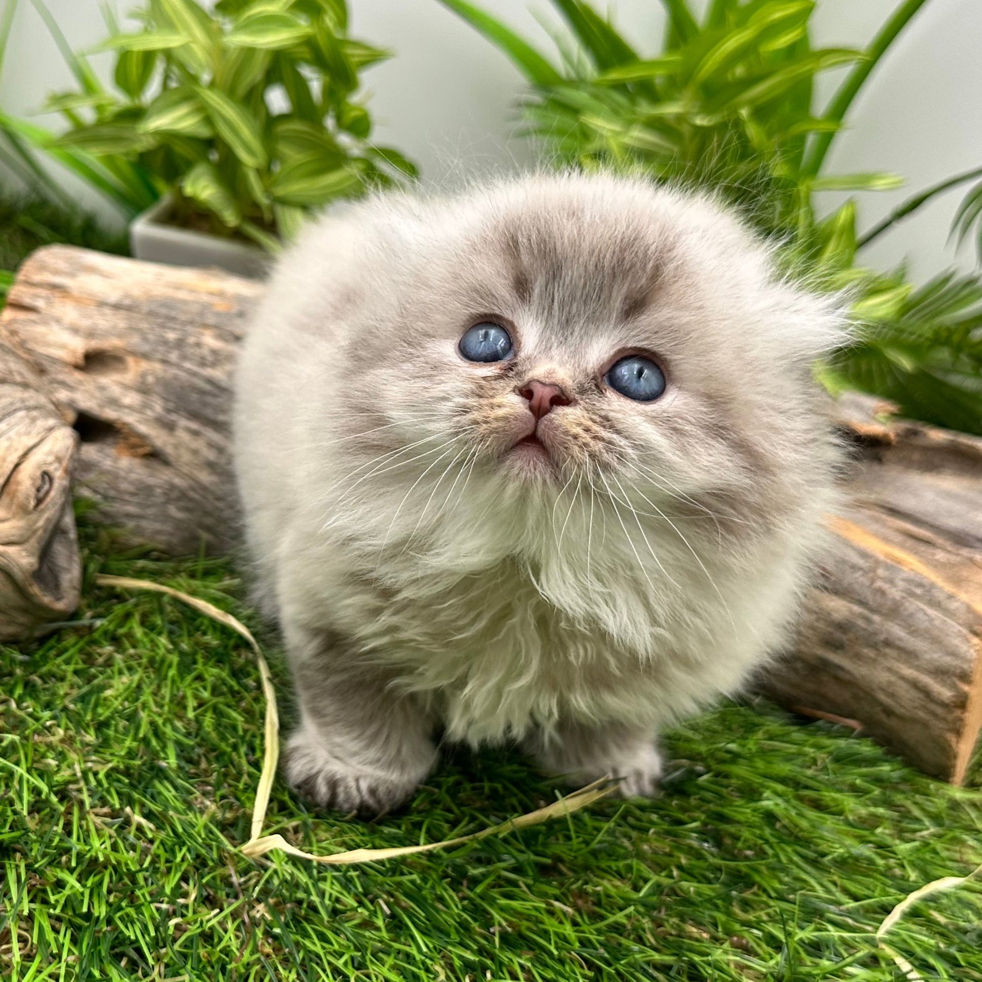 سكوتش تربل فولد - ذكر