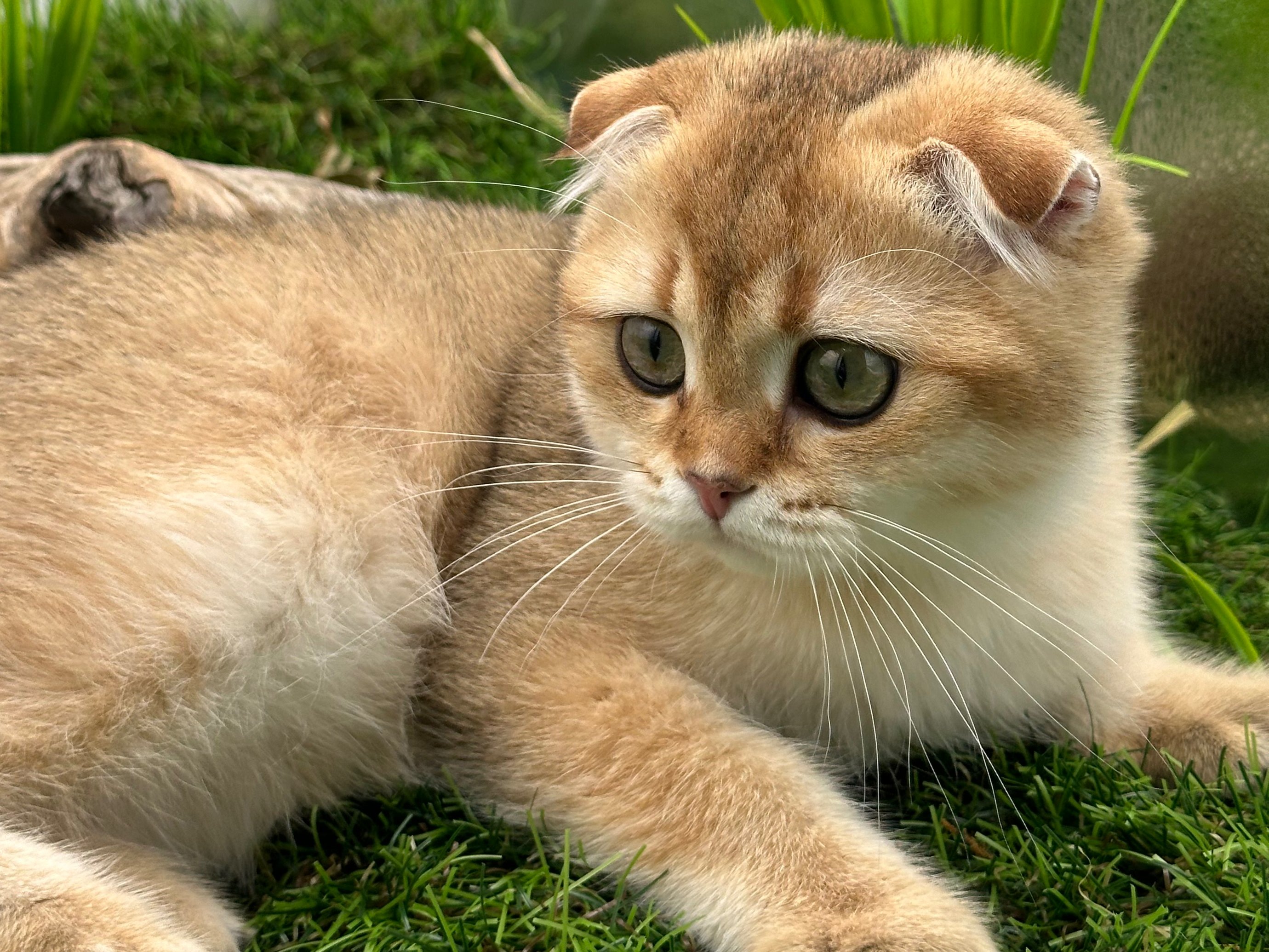 سكوتش تريل فولد Ny12 -ذكر