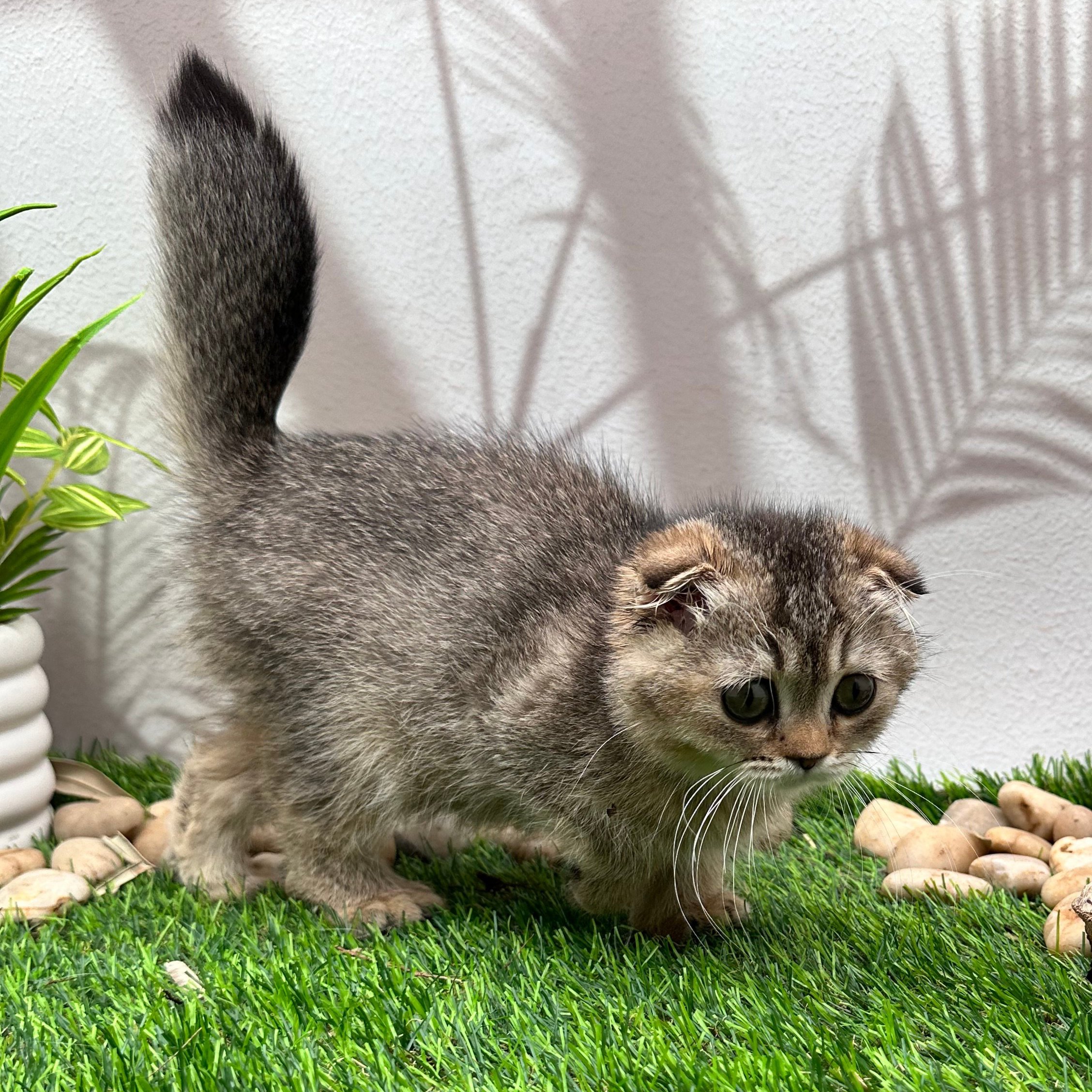 سكوتش فولد تايقر - انثى