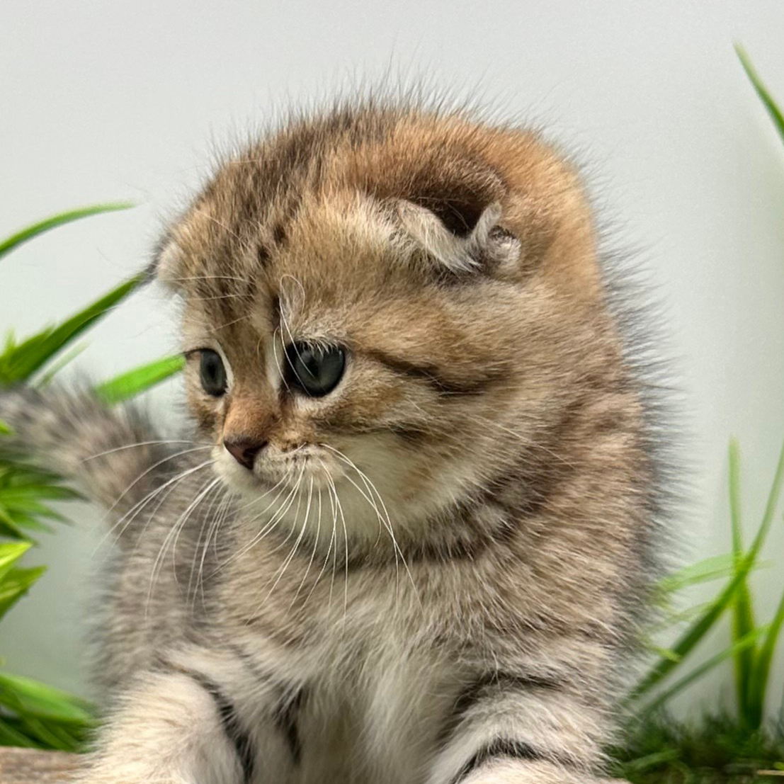 سكوتش فولد تايقر - انثى