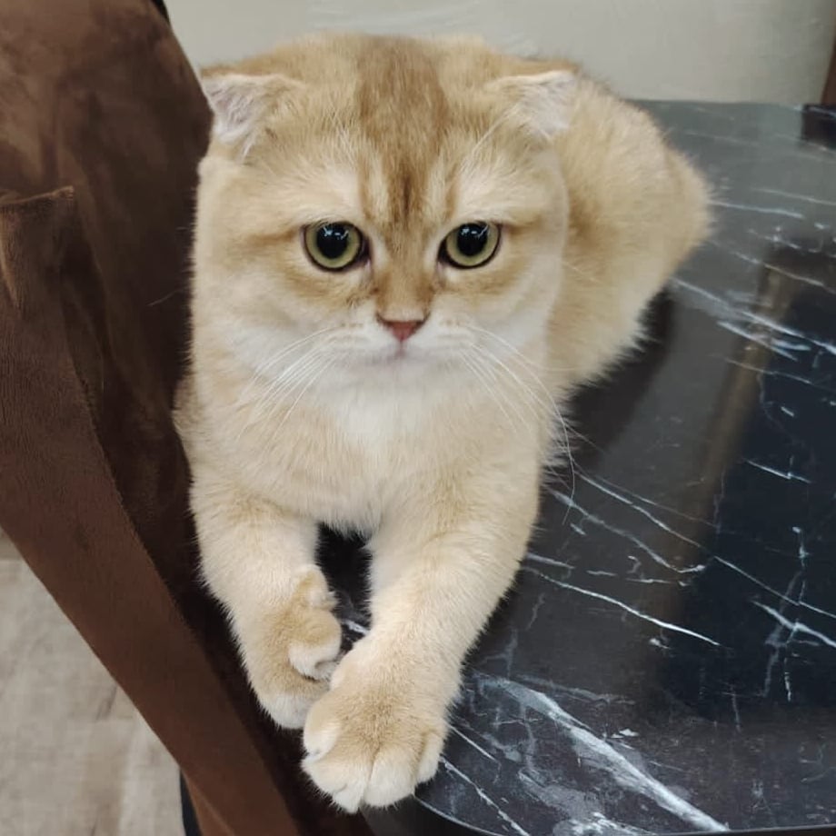 سكوتش فولد بيور by12,مسجل في منظمة القطط العالمية (WCF)