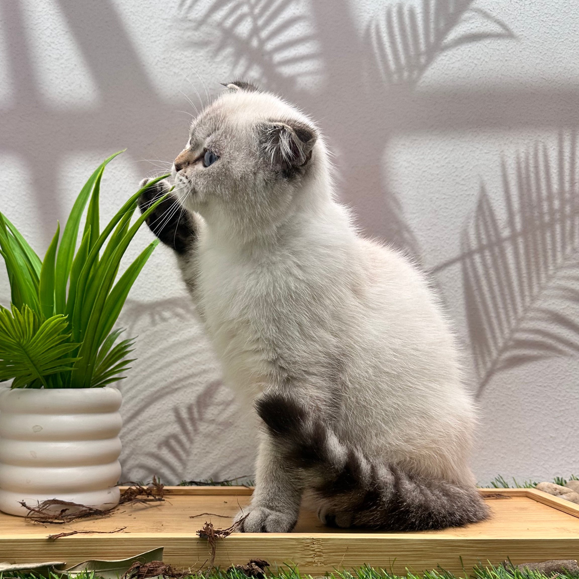 سكوتش ستريت هملايا - ذكر