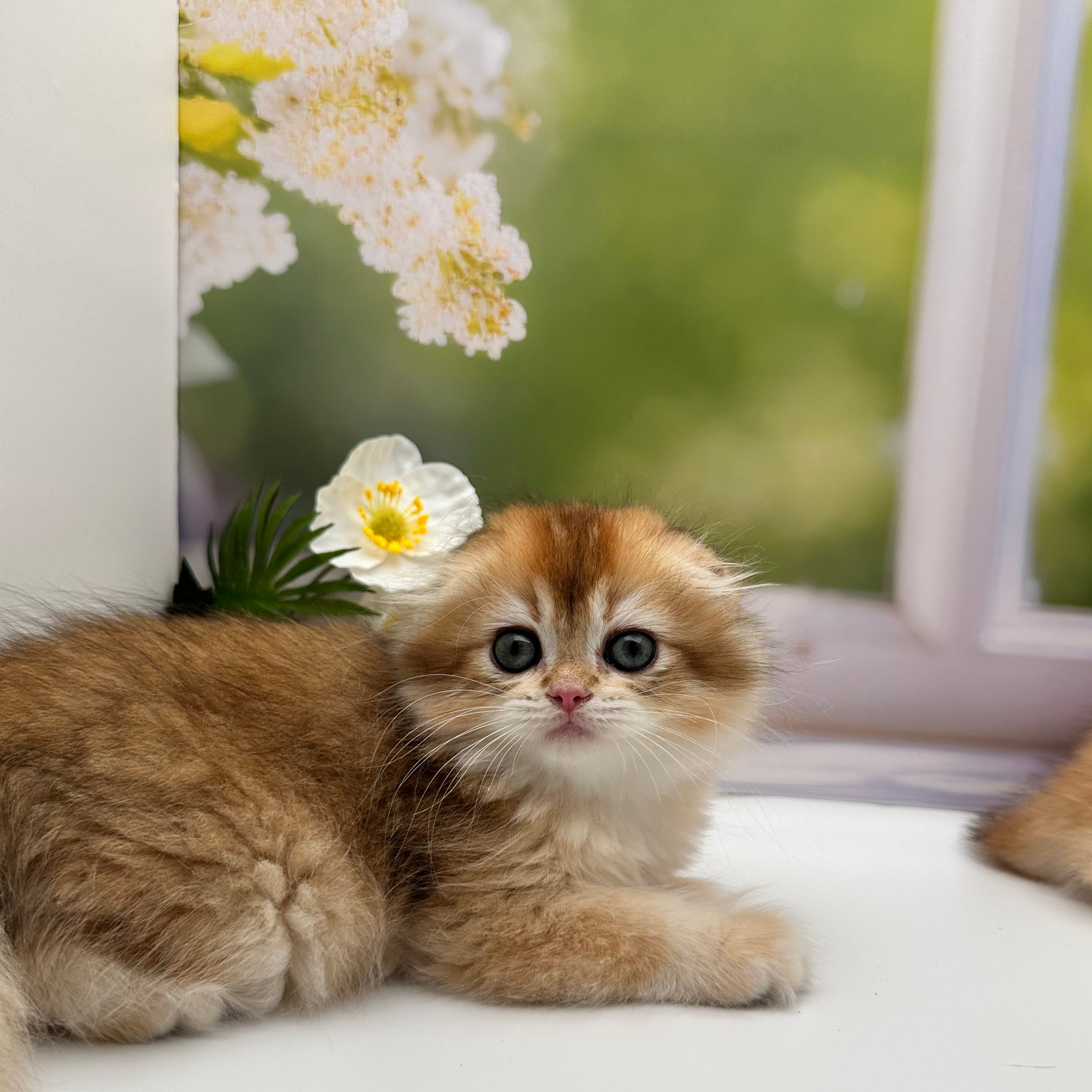 سكوتش اورنج - انثى