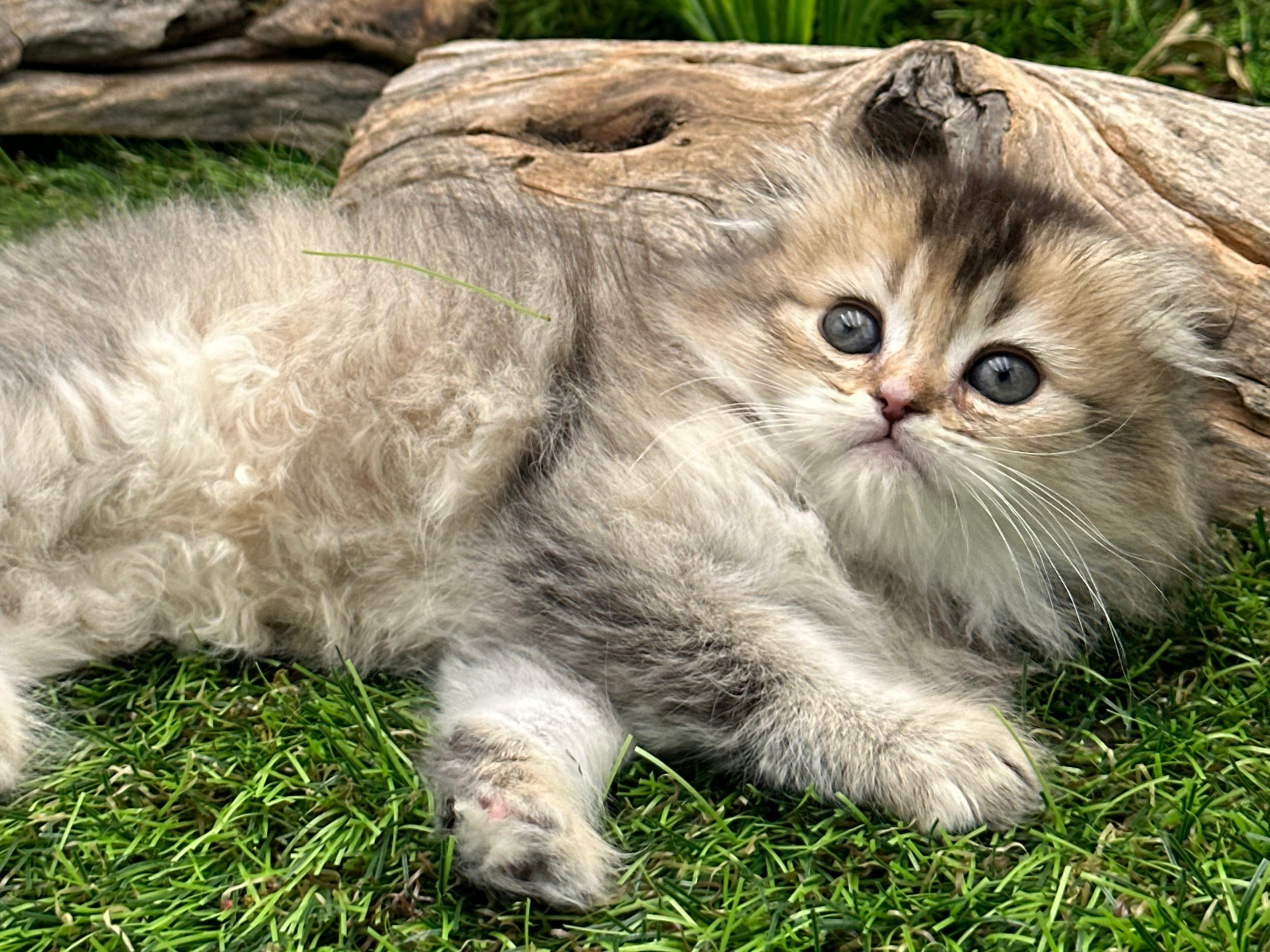 سكوتش لونق هير - أنثى