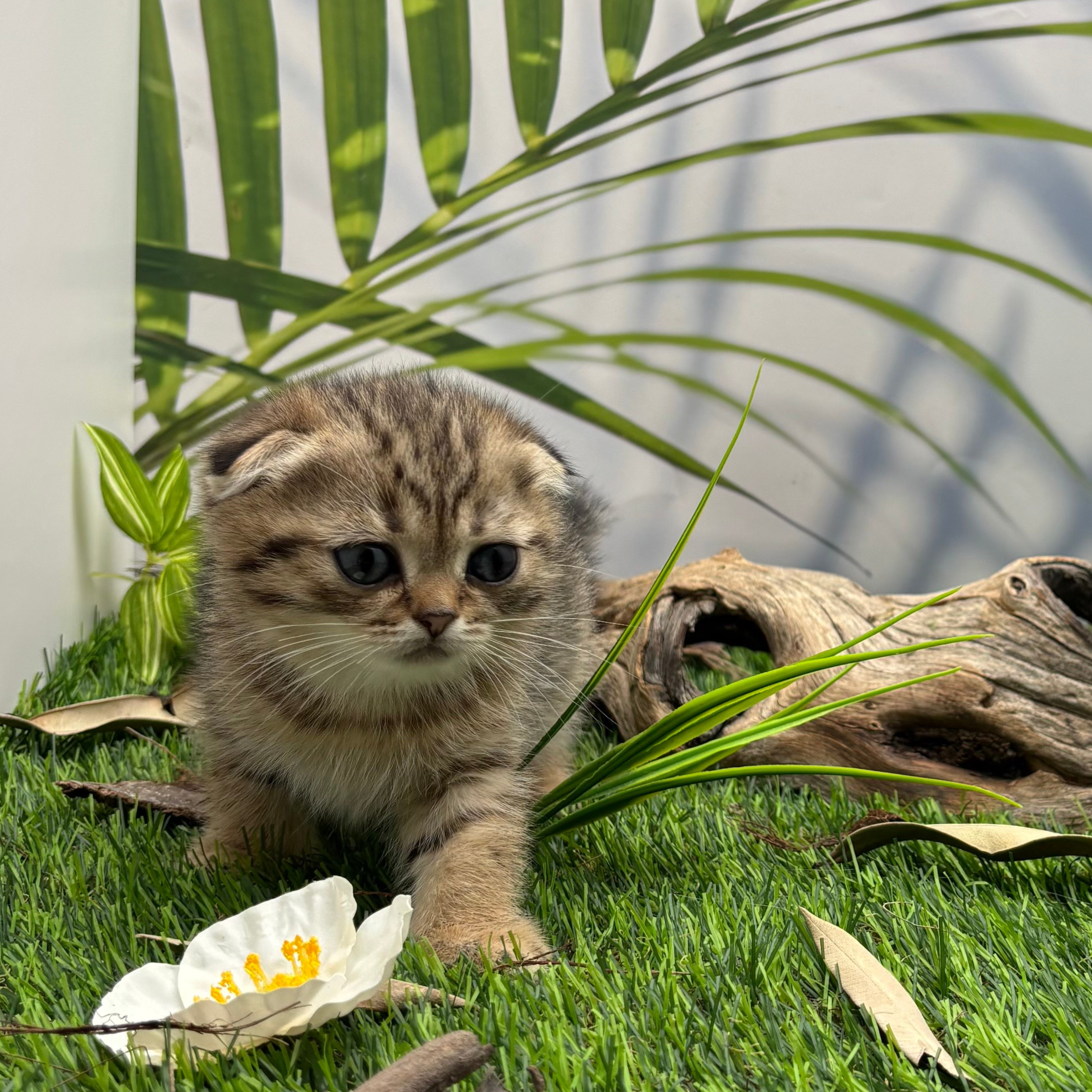 سكوتش فولد - انثى