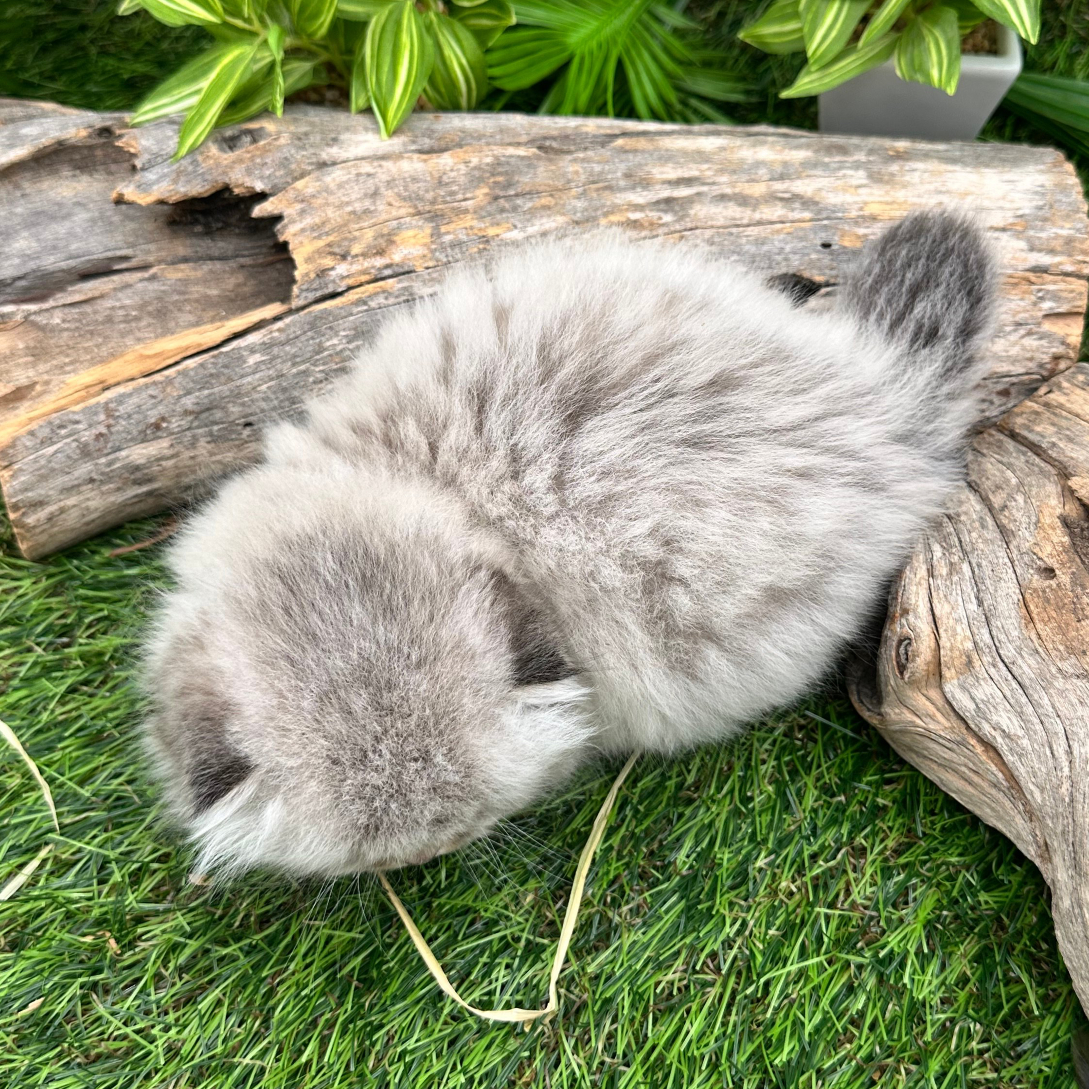 سكوتش تربل فولد - ذكر