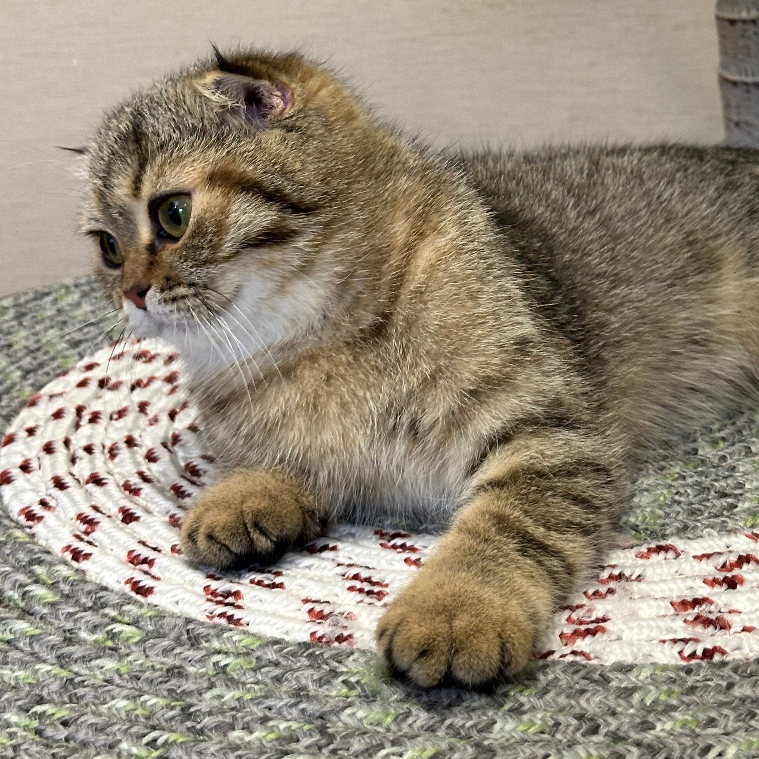 سكوتش فولد تايقر - انثى