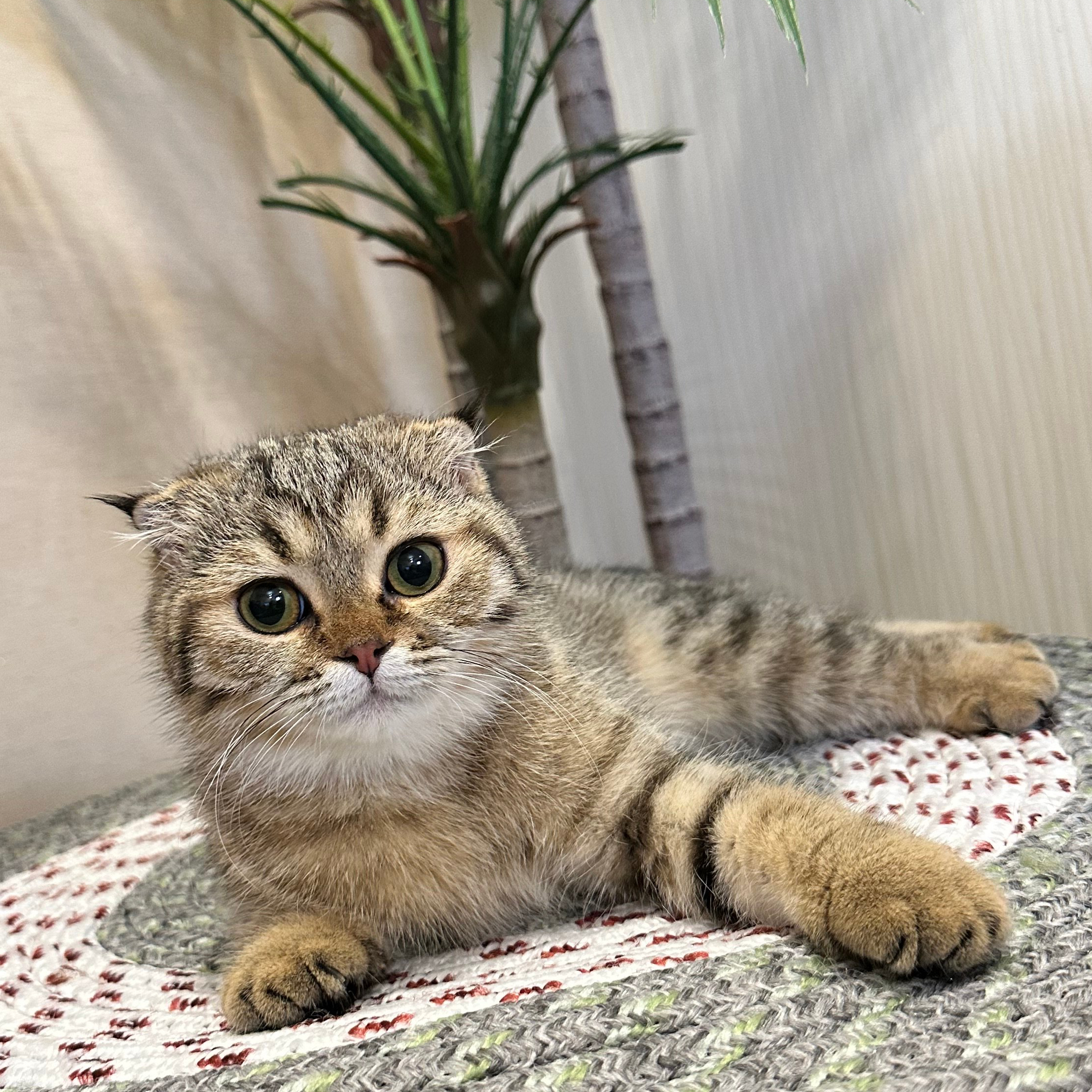 سكوتش فولد تايقر - انثى