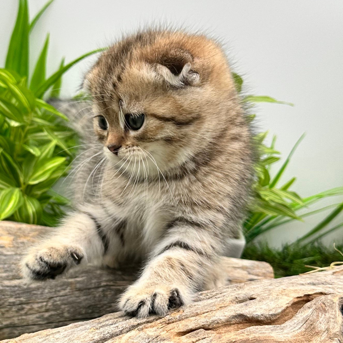 سكوتش فولد تايقر - انثى