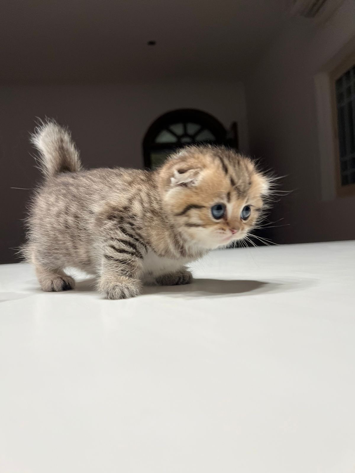 قط سكوتش تايقر انثى - سكوتش تايقر