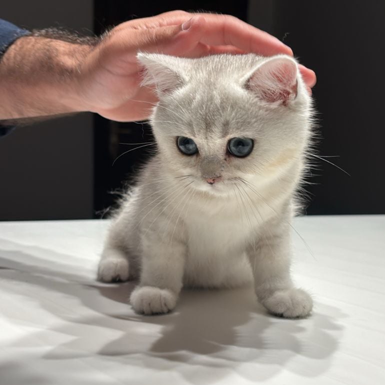 سكوتش ستريت - ذكر