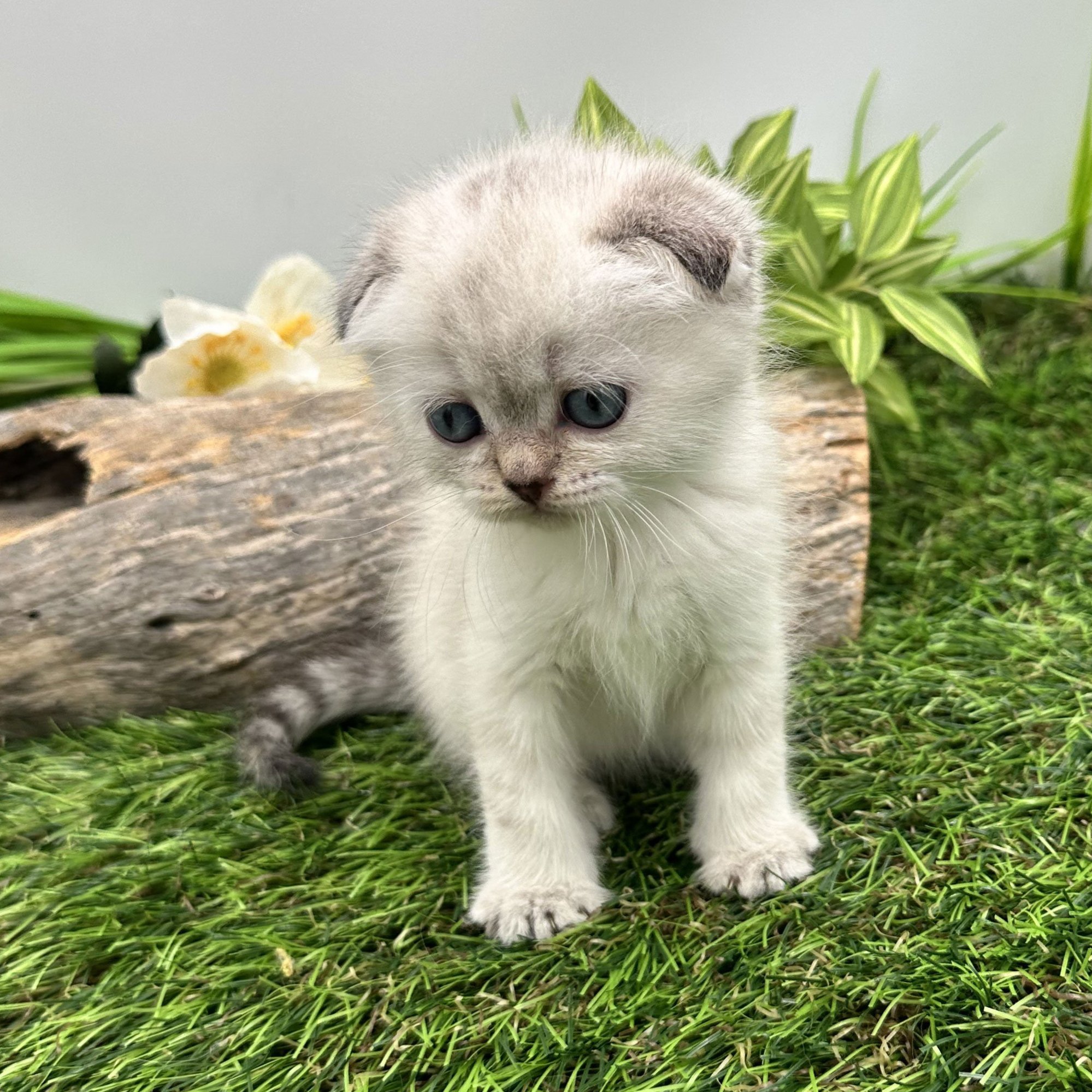 سكوتش فولد ابيض رمادي - انثى