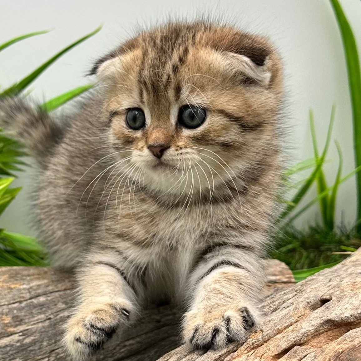 سكوتش فولد تايقر - انثى