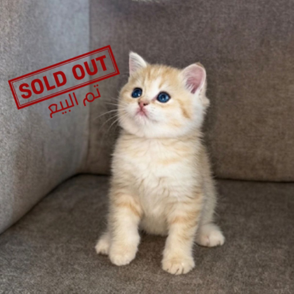 ذكر سكوتش ستريت اورنج / الطائف
