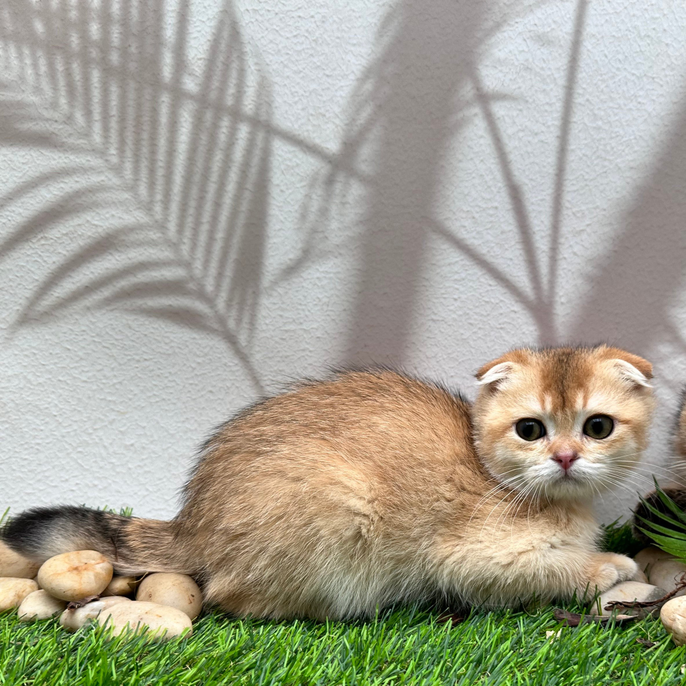 سكوتش فولد اورنج- ذكر