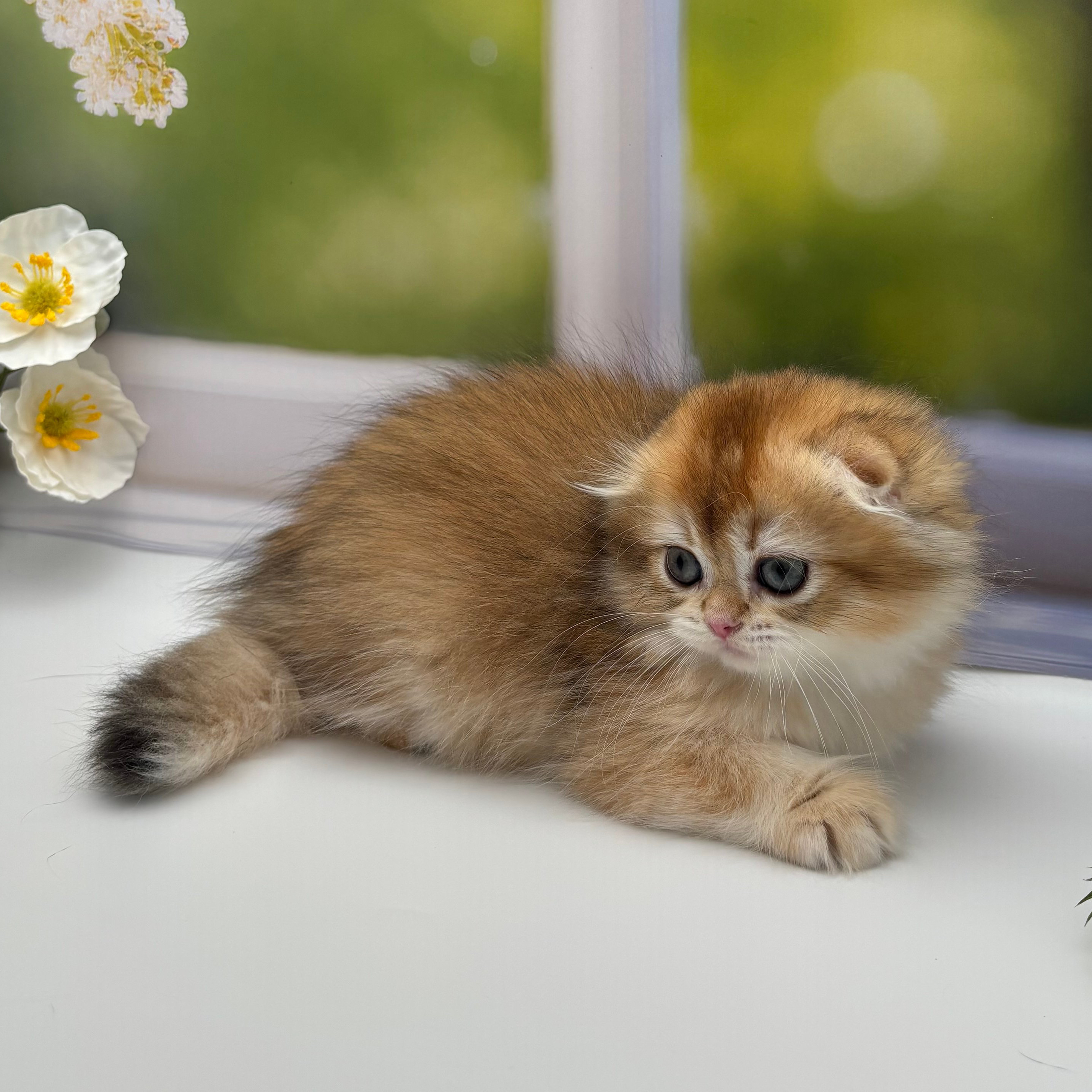 سكوتش اورنج - انثى