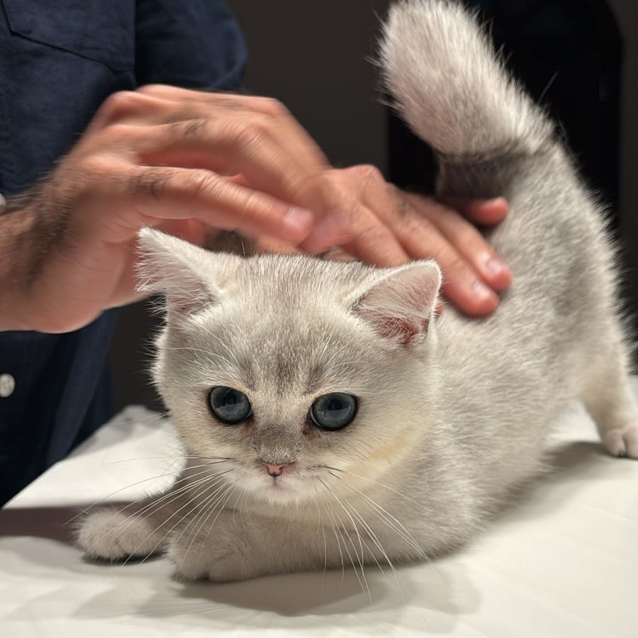 سكوتش ستريت - ذكر