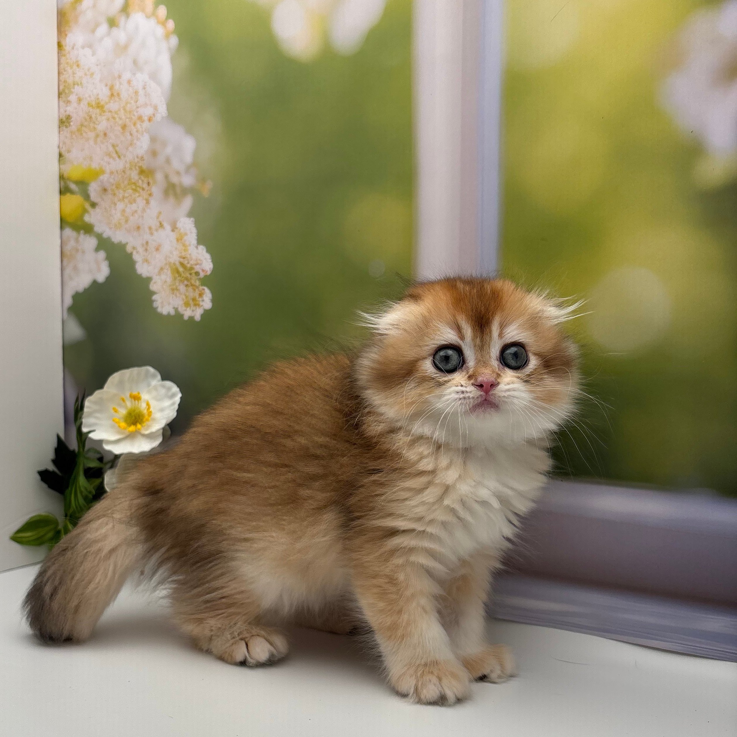 سكوتش اورنج - انثى