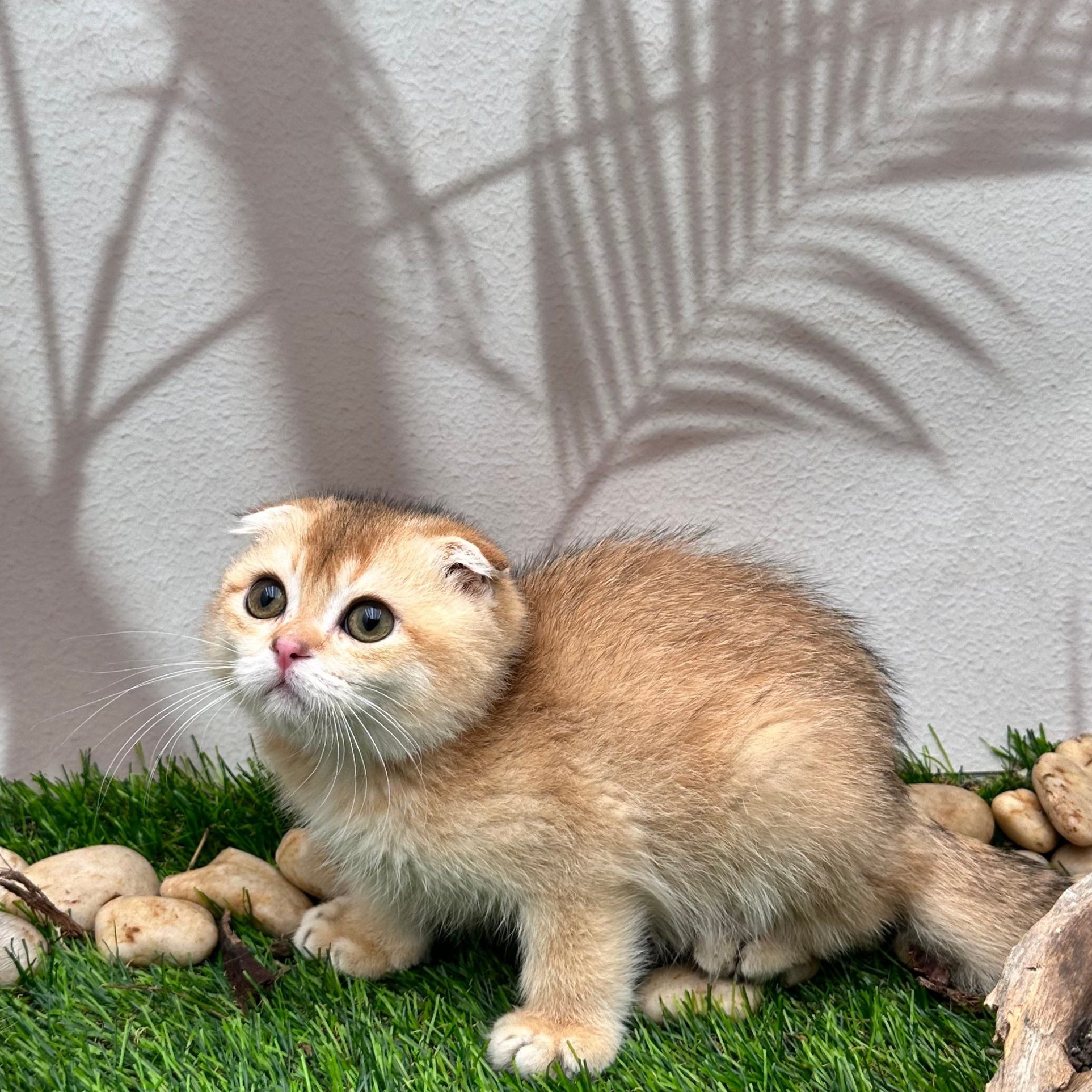 سكوتش فولد اورنج- ذكر