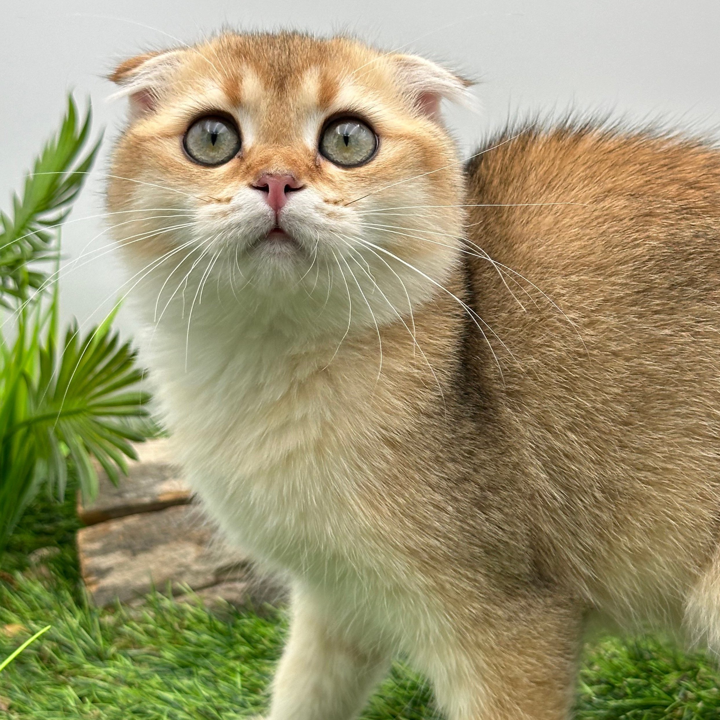 سكوتش تريل فولد Ny12 -ذكر