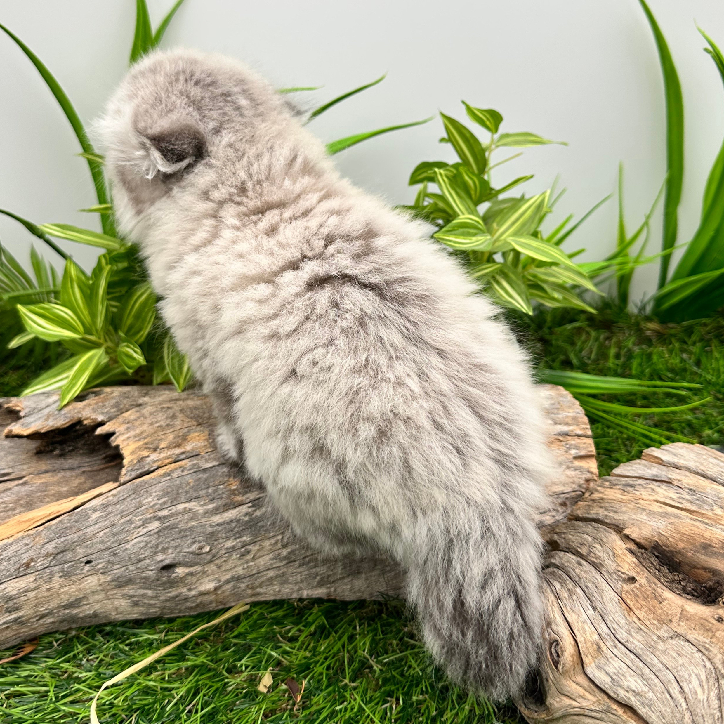 سكوتش تربل فولد - ذكر