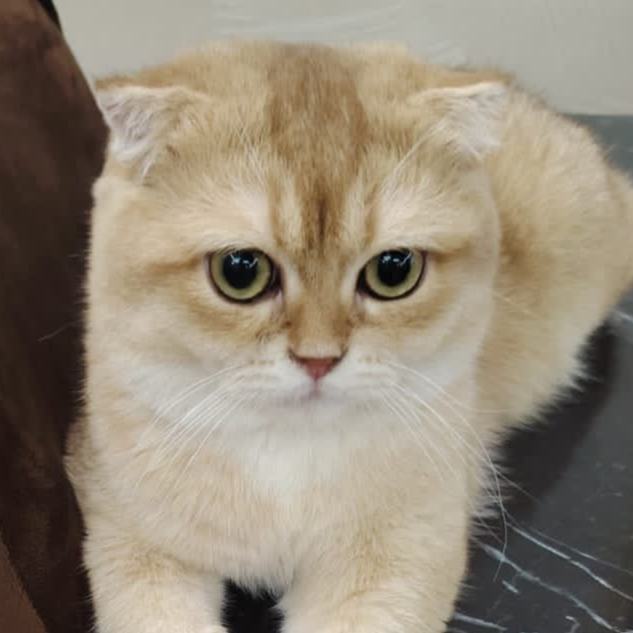 سكوتش فولد بيور by12,مسجل في منظمة القطط العالمية (WCF)