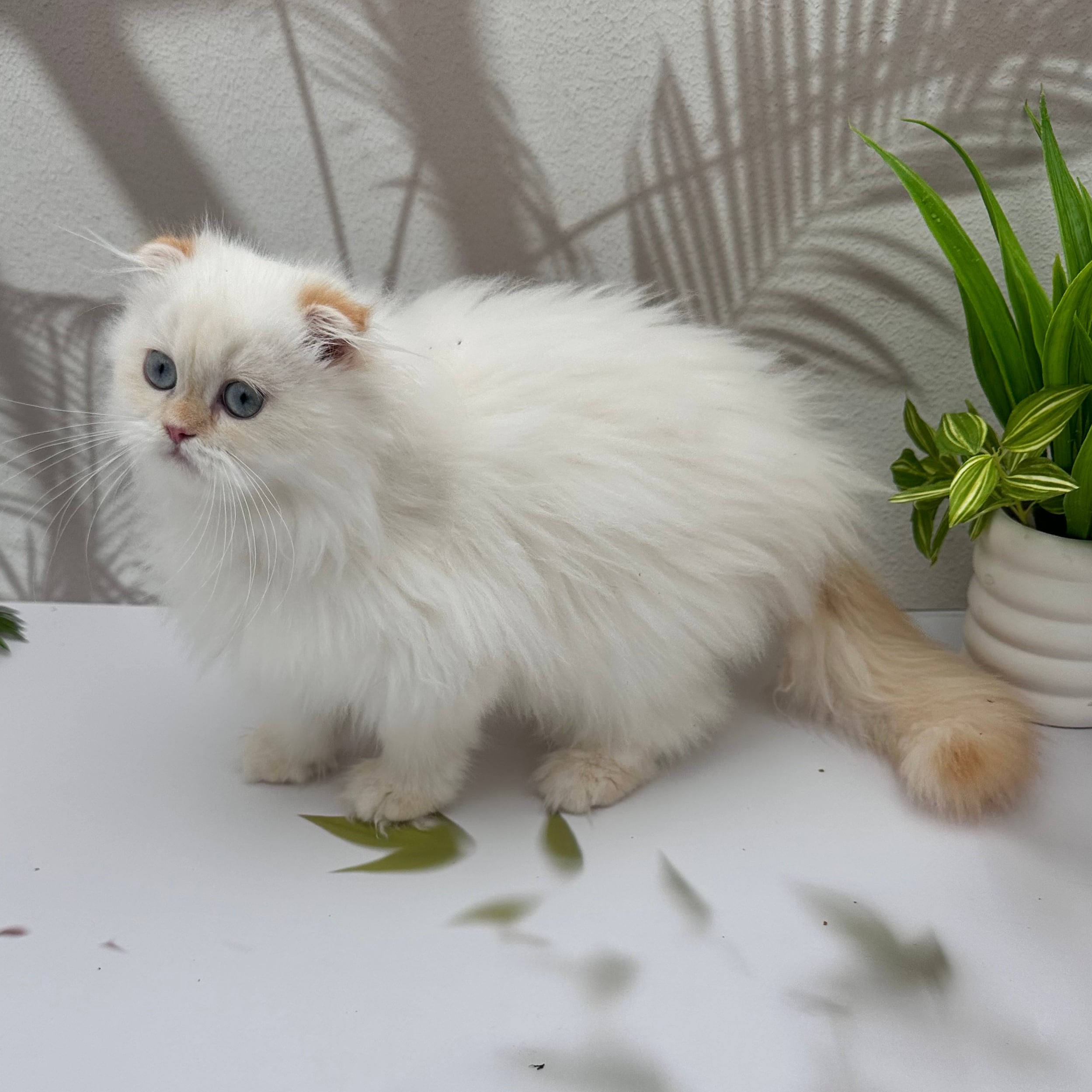 ذكر سكوتش فولد هملايا اورنج