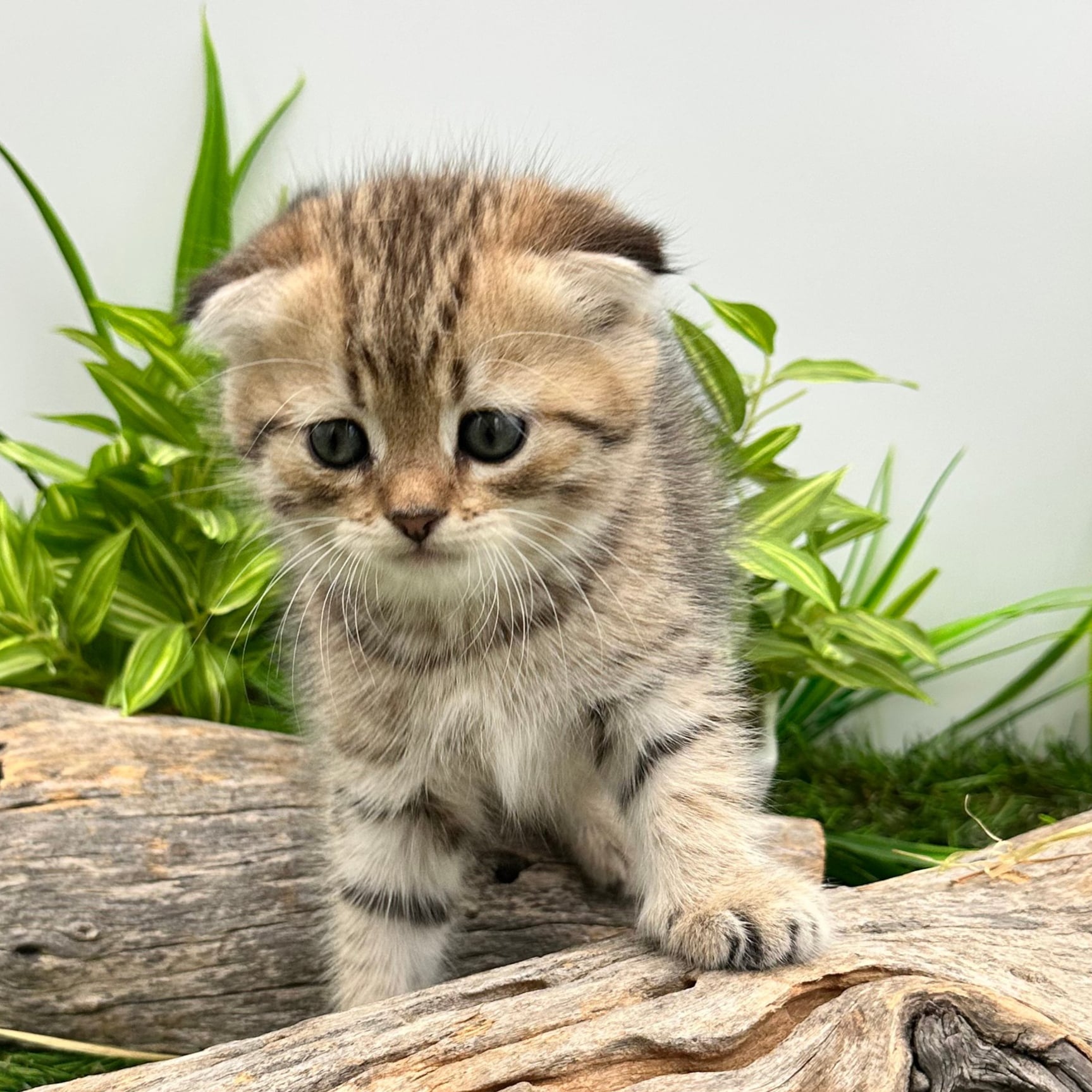 سكوتش فولد تايقر - انثى