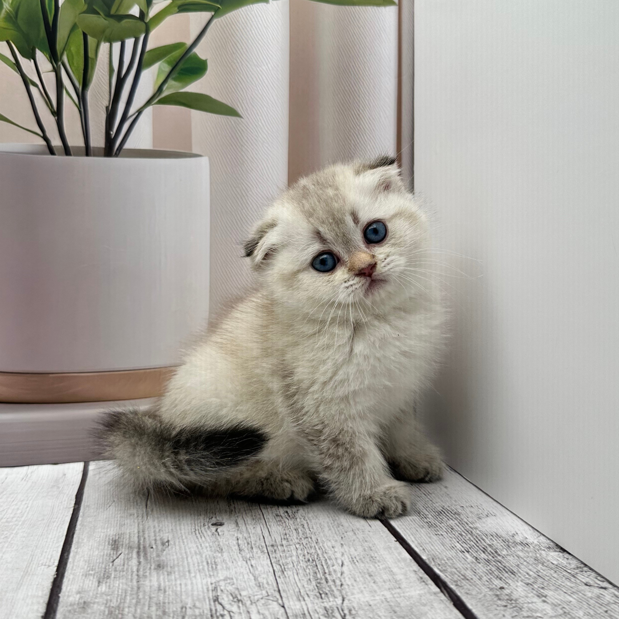 سكوتش هملايا -انثى