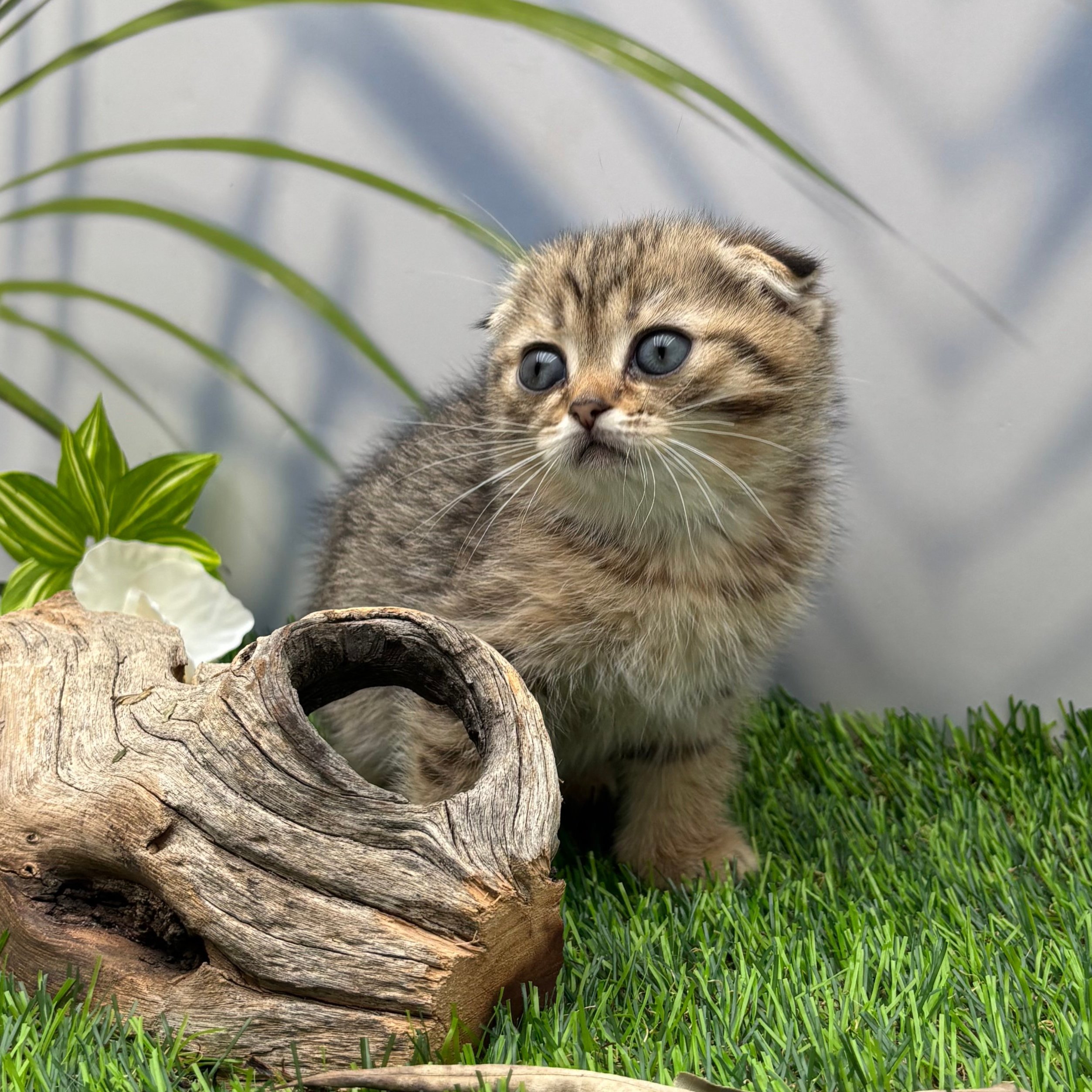 سكوتش فولد - انثى