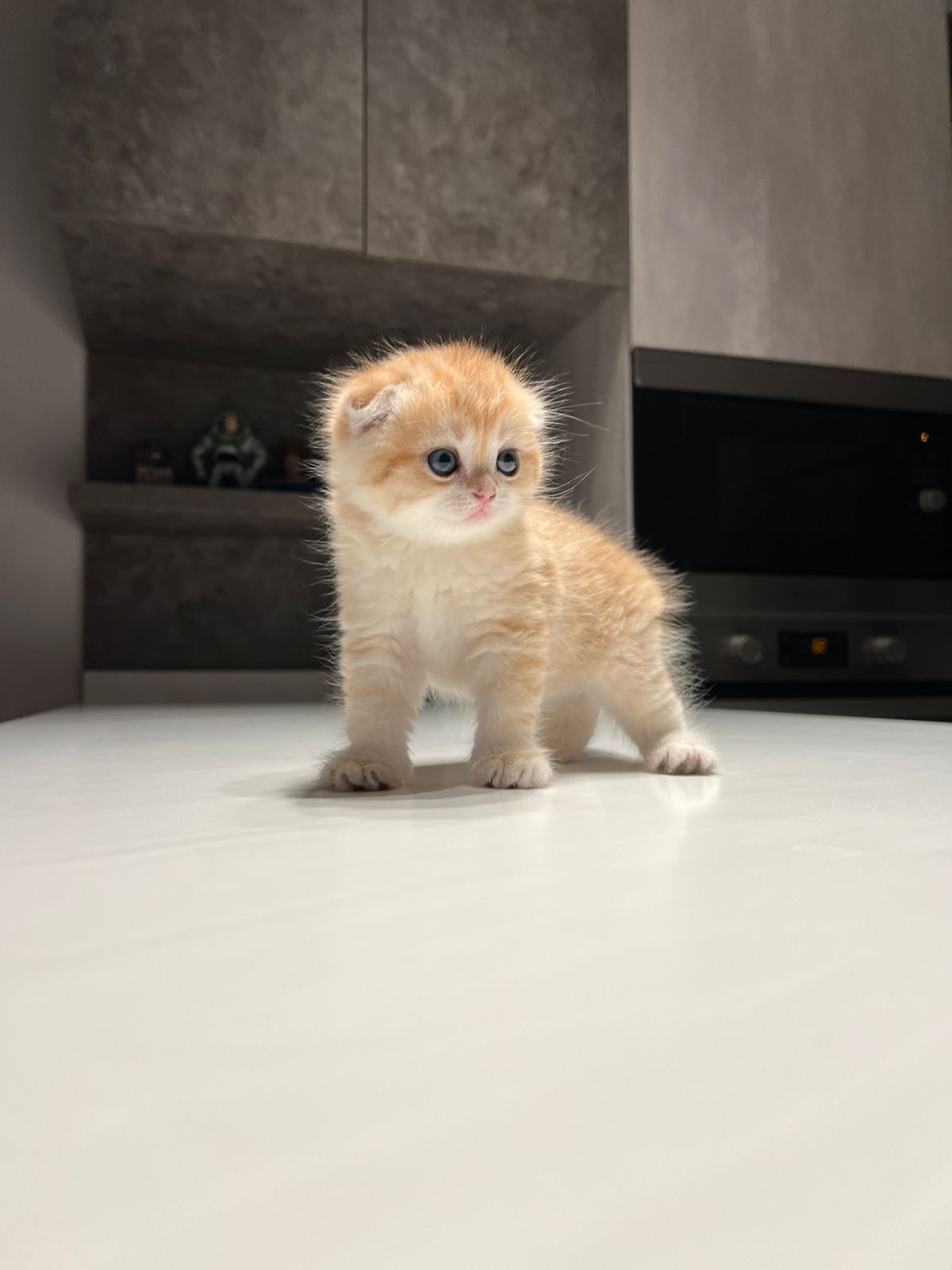 سكوتش مشمشي تايقر - قطة سكوتش